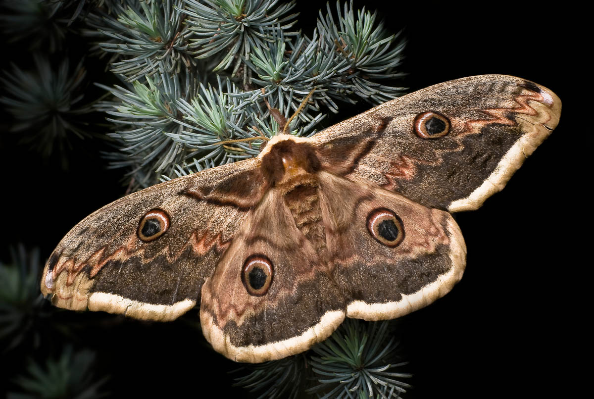 Saturnia pyri