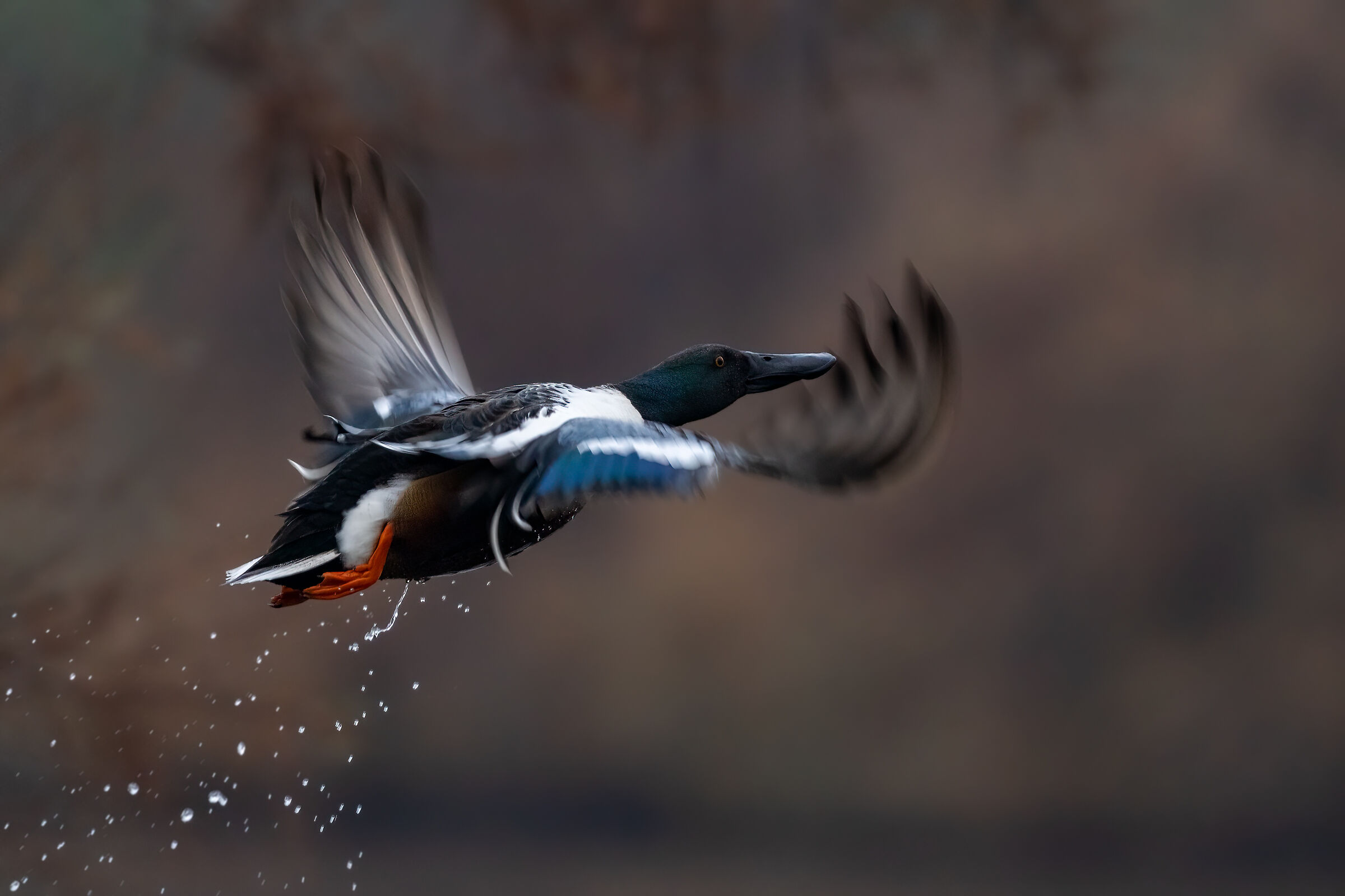 Mestolone (Anas clypeata)