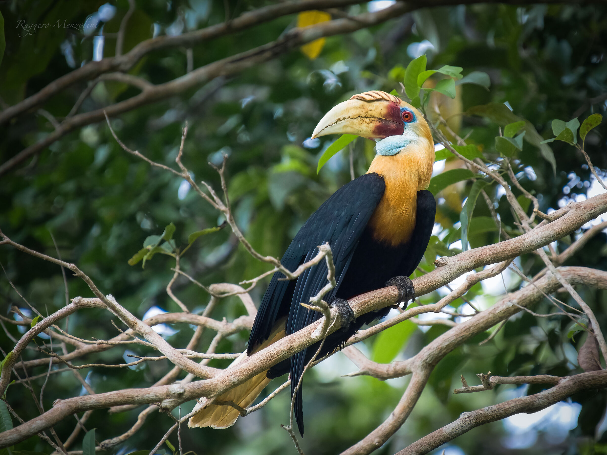 Blyth's hornbill