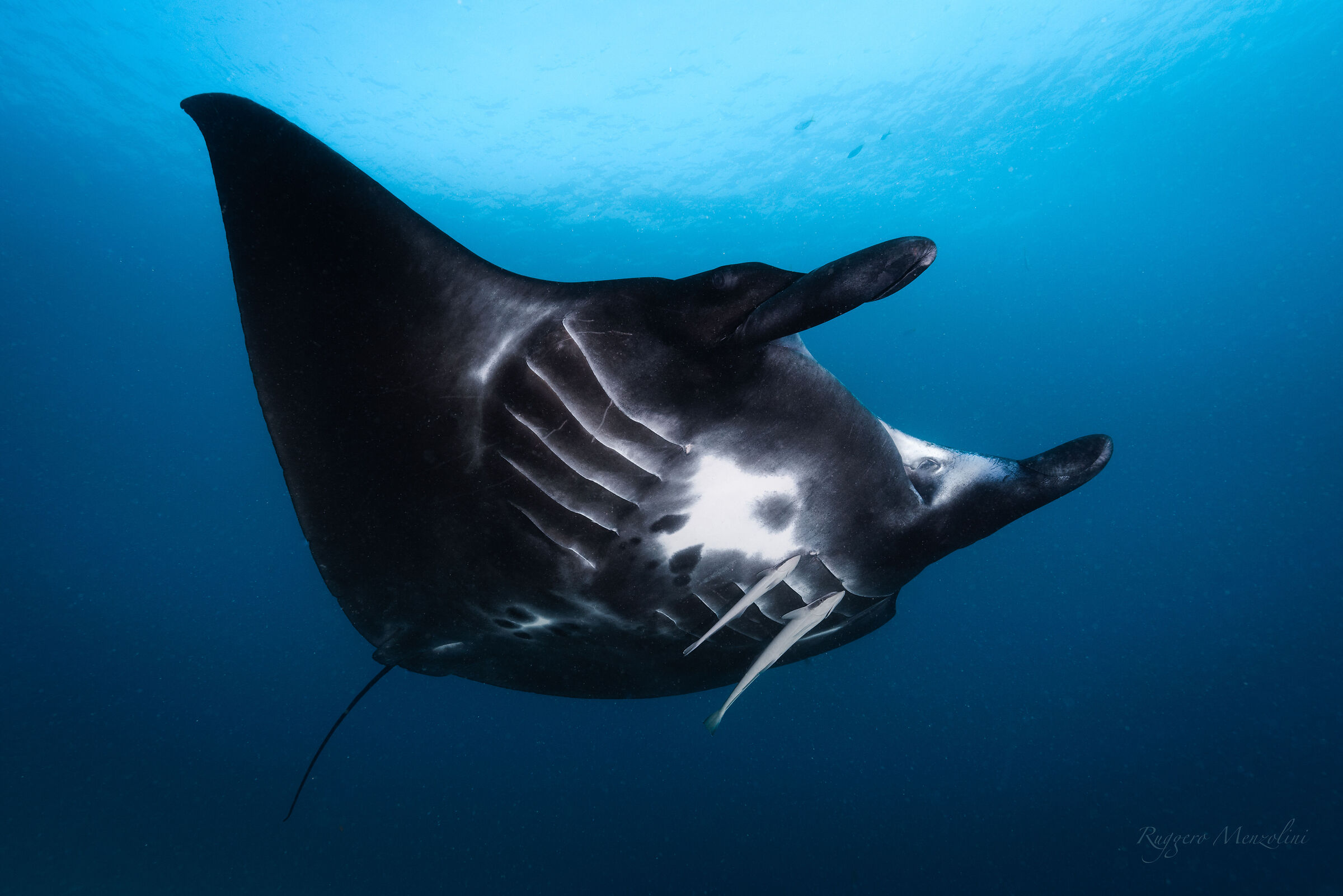 Melanic Reef Manta