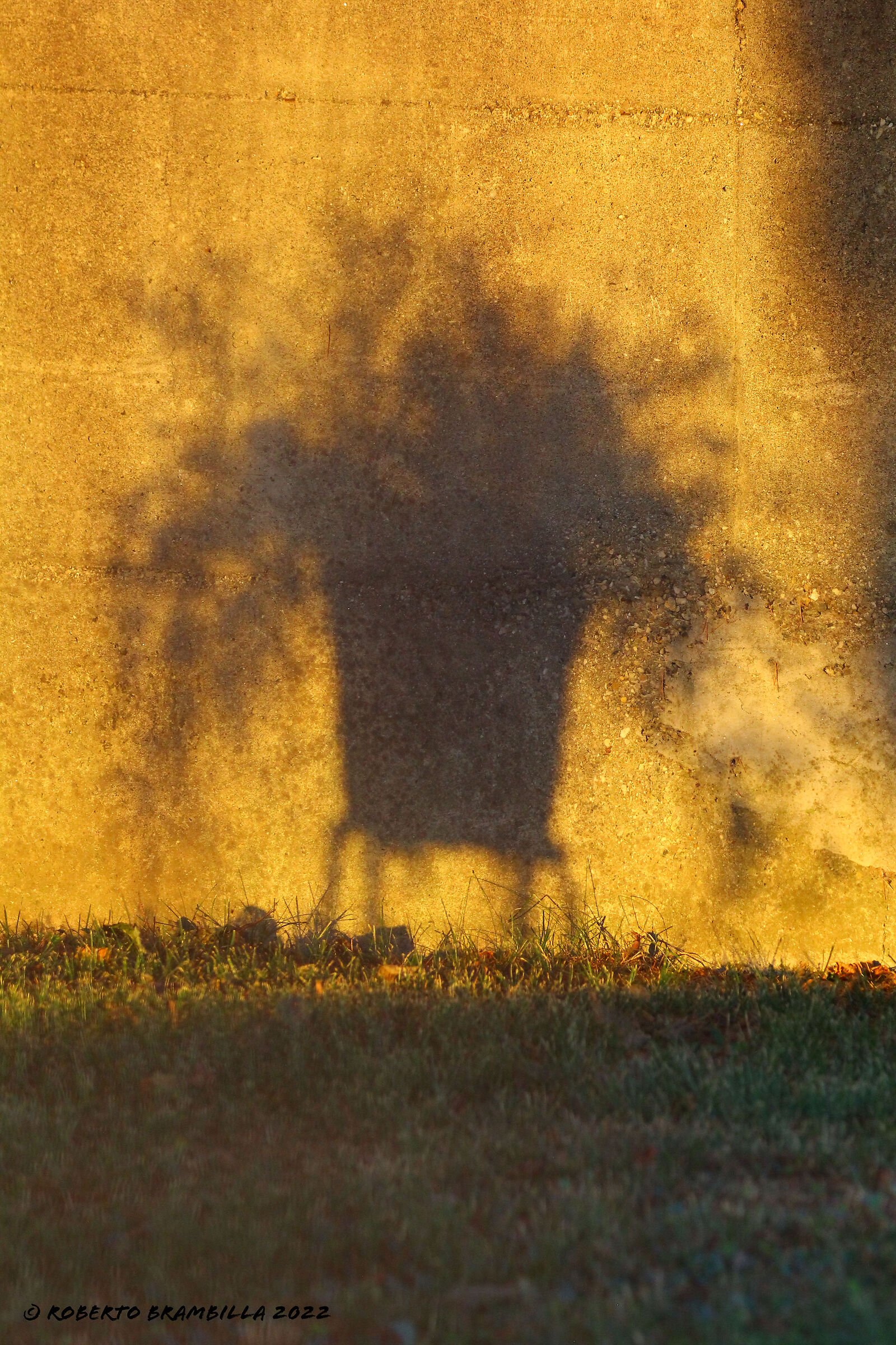 Shadows