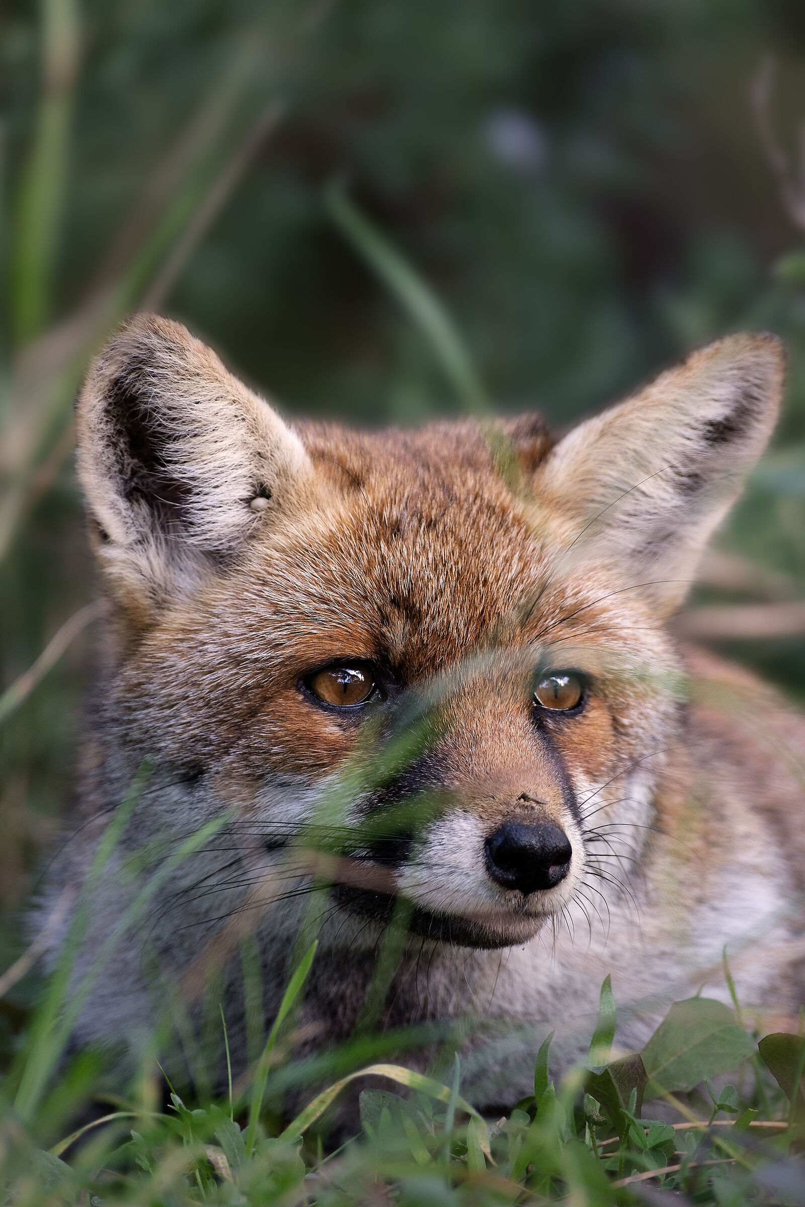 Volpe - Parco Naturale della Maremma