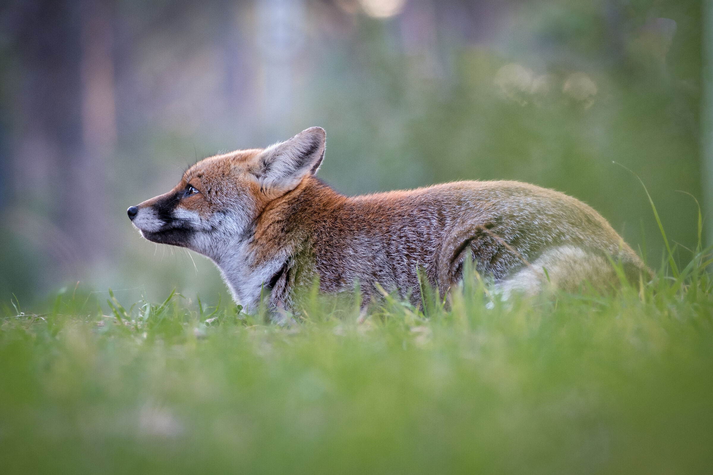 Volpe - Parco Naturale della Maremma