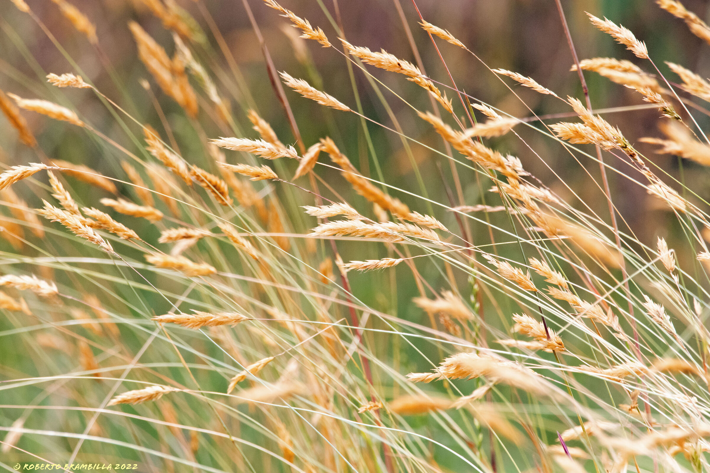 In the wind.....