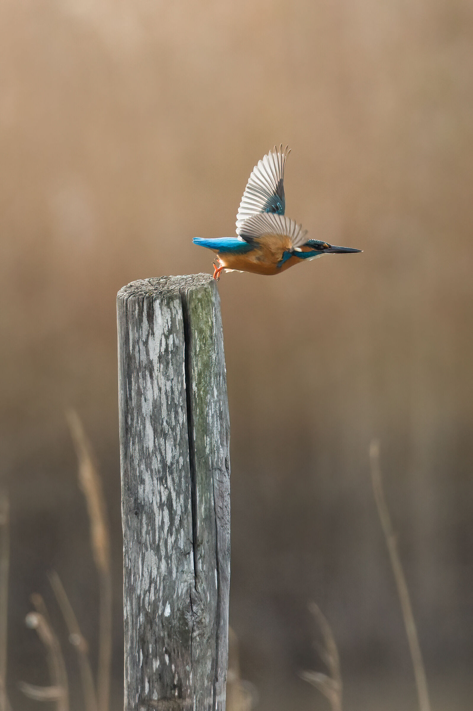 Kingfisher in flight