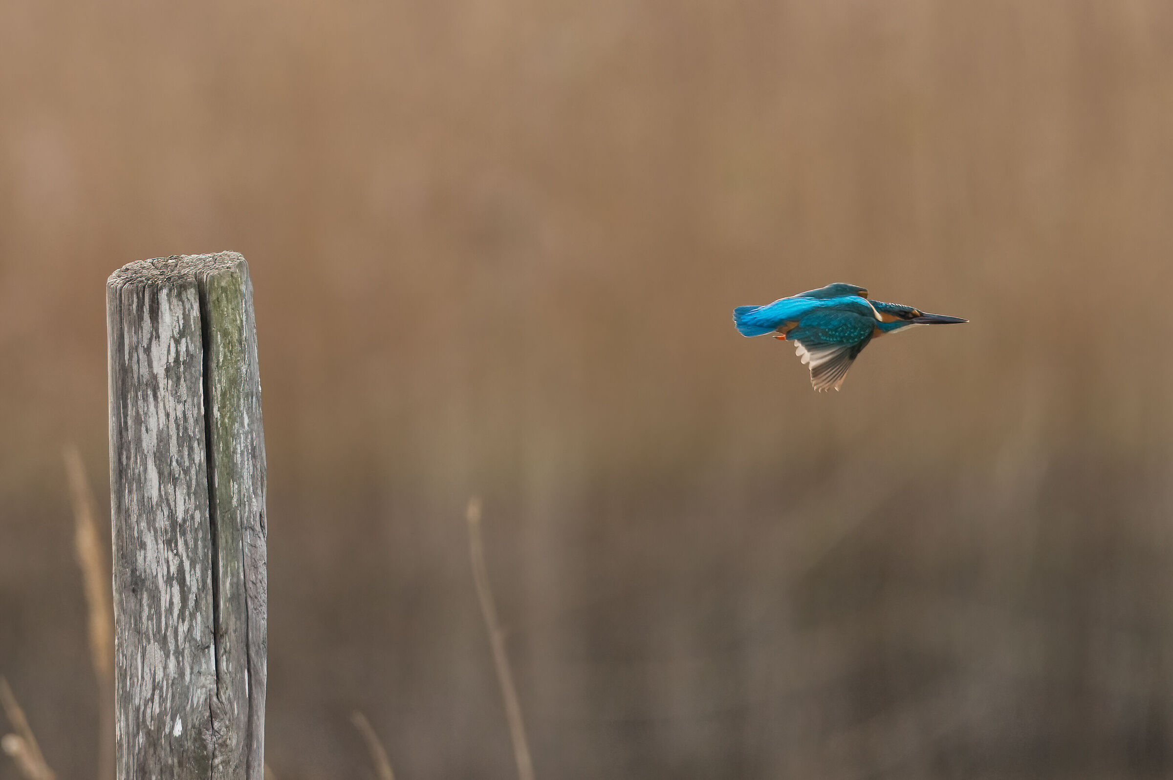 Kingfisher in flight