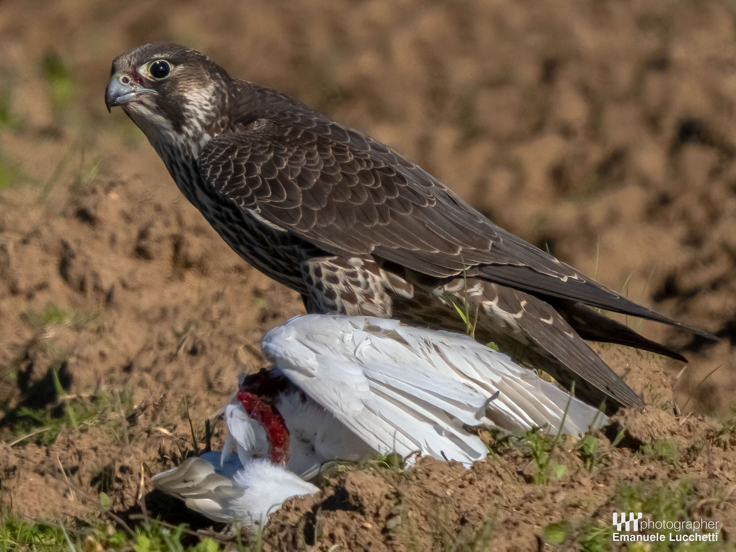 Falco pellegrino giovane con preda