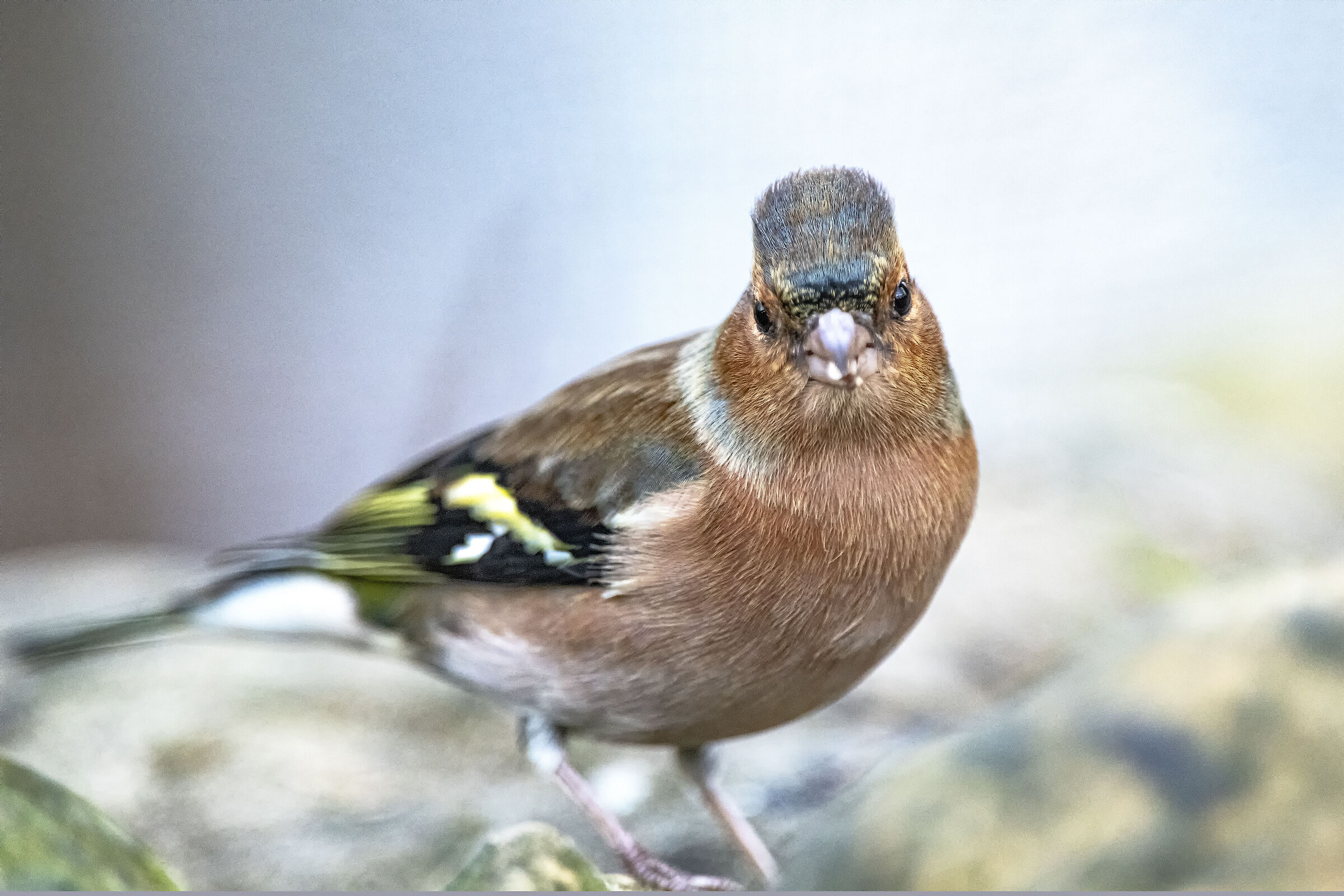 The Chaffinch
