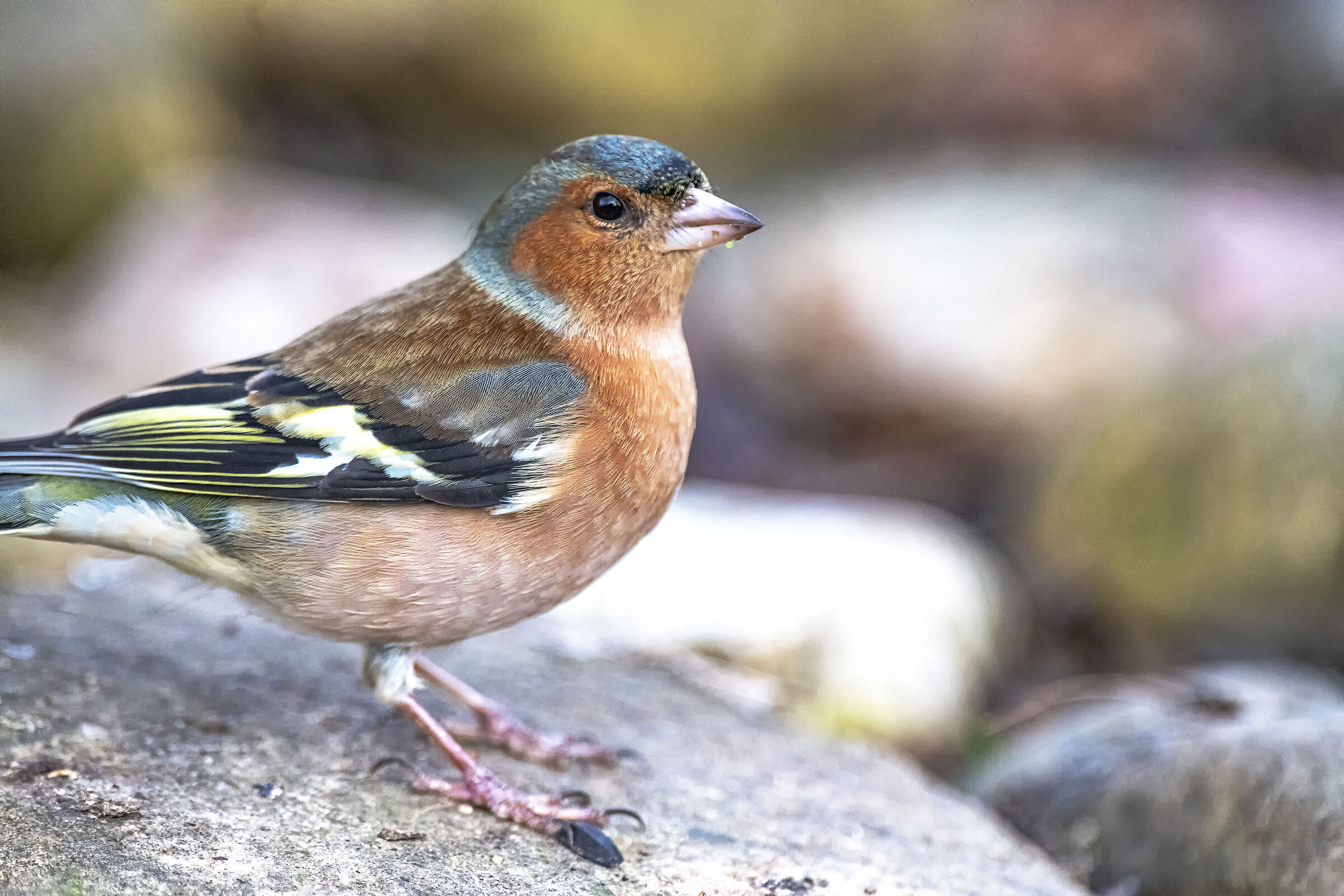 Chaffinch