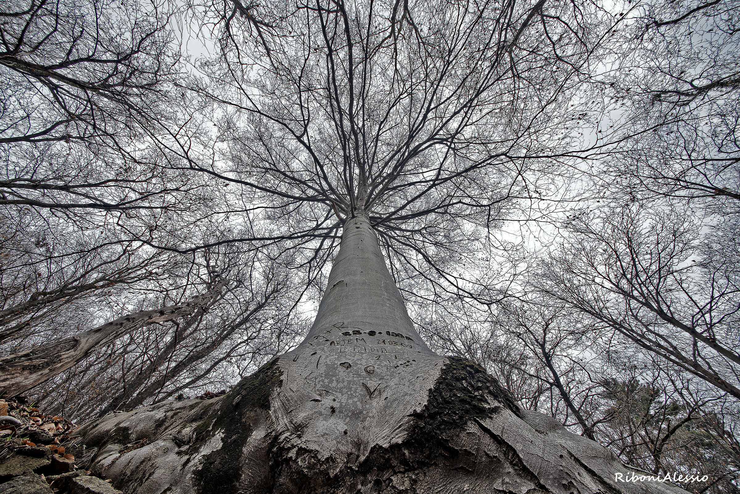 The strength of beech