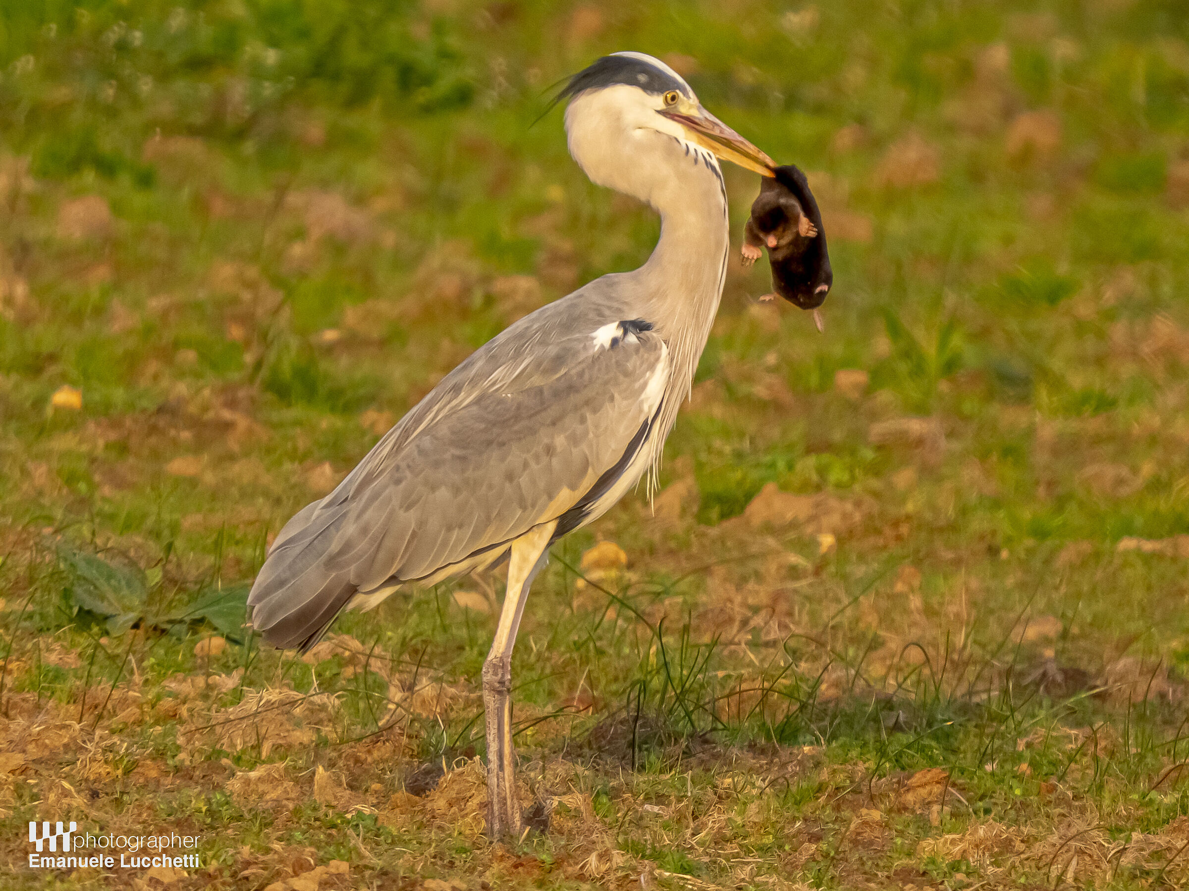 Airone cenerino con talpa