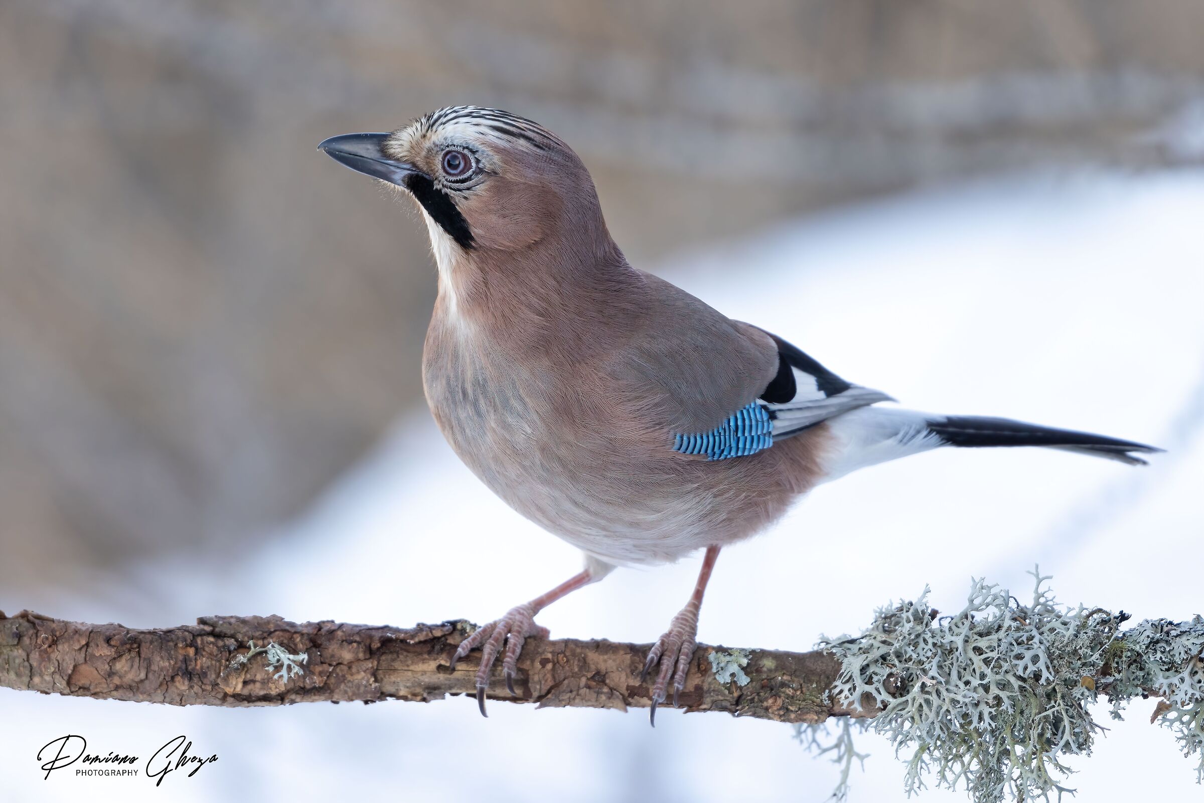The cunning jay