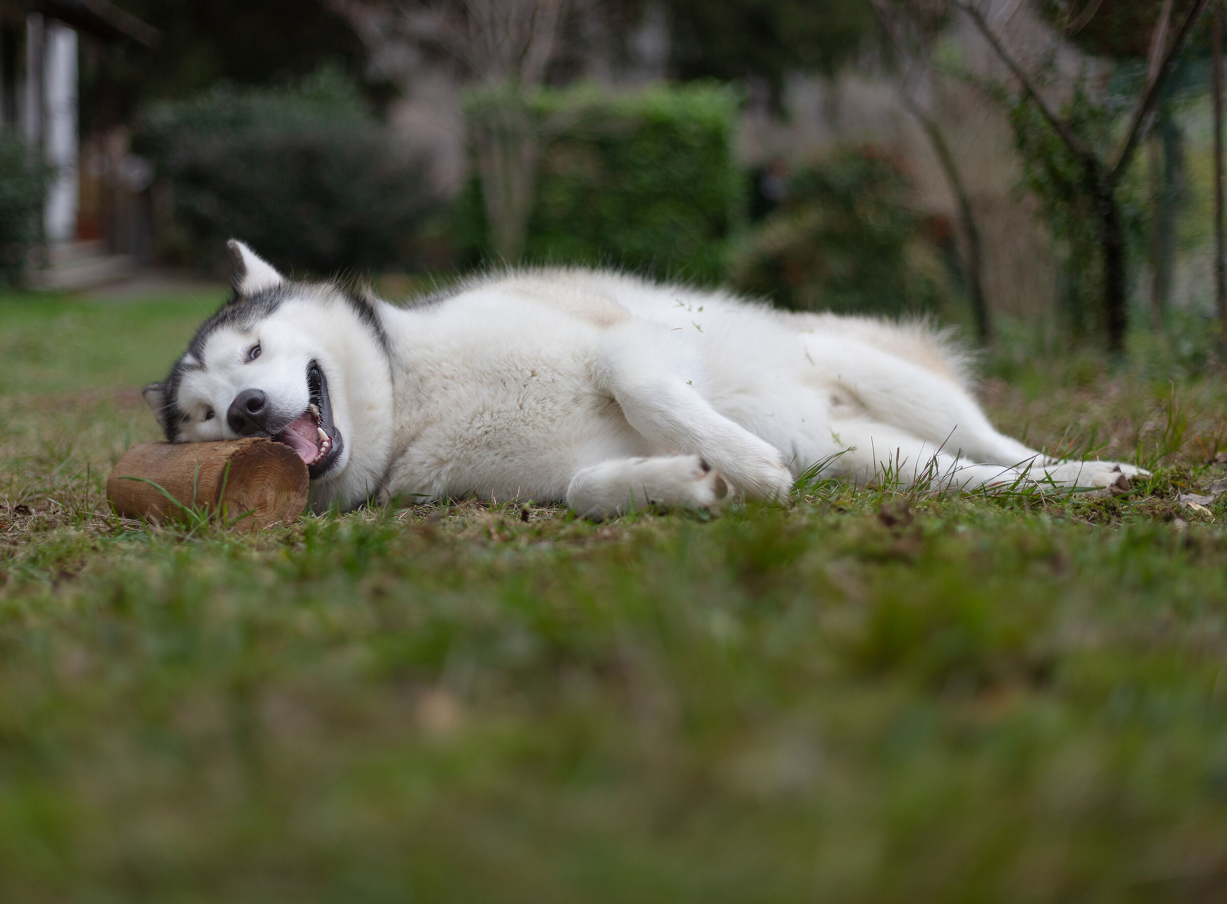 Games in the garden