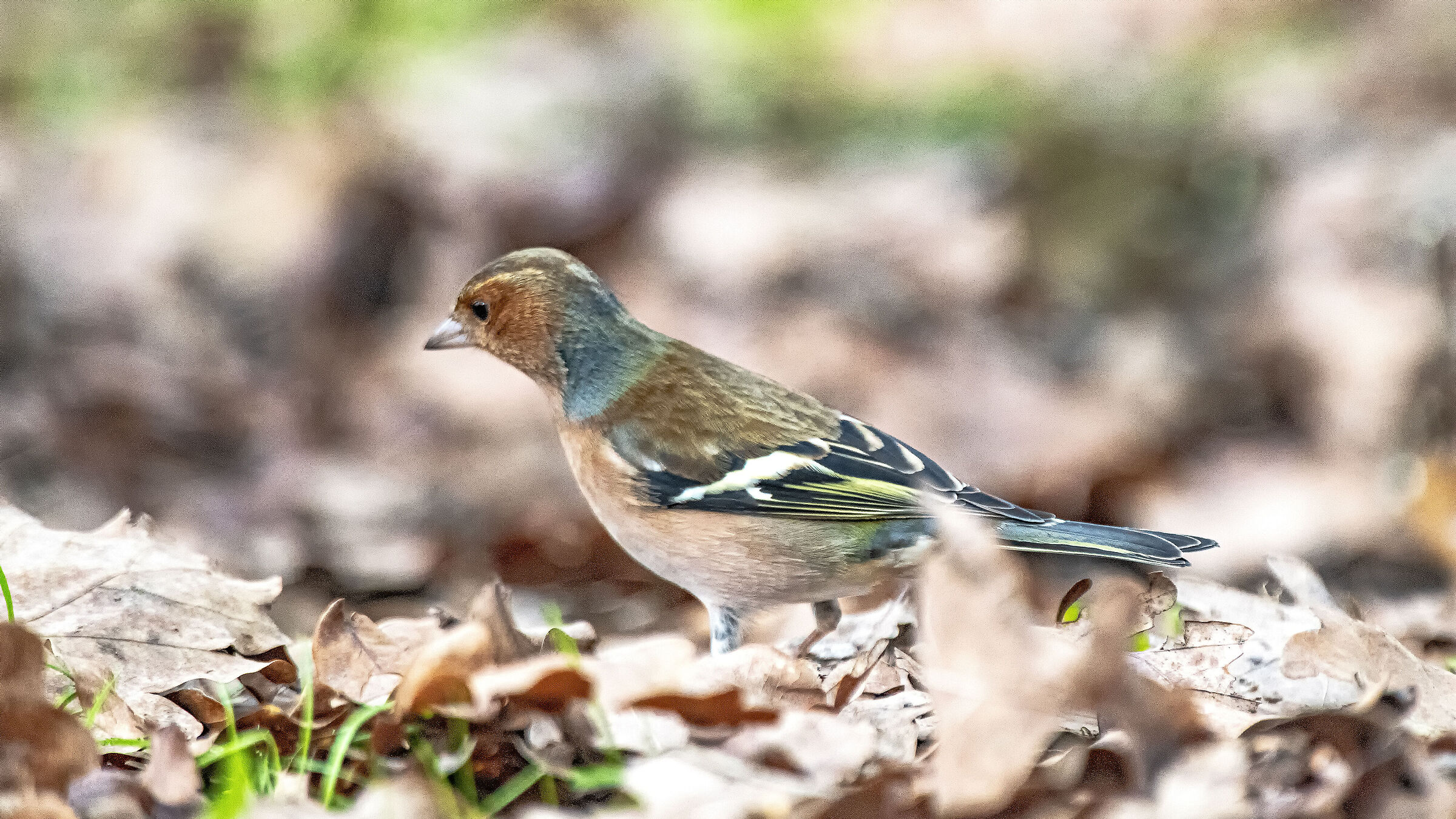 Among the dead leaves