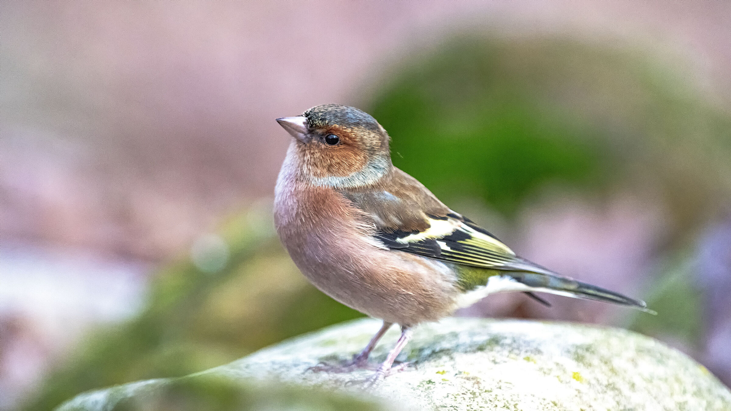 Chaffinch