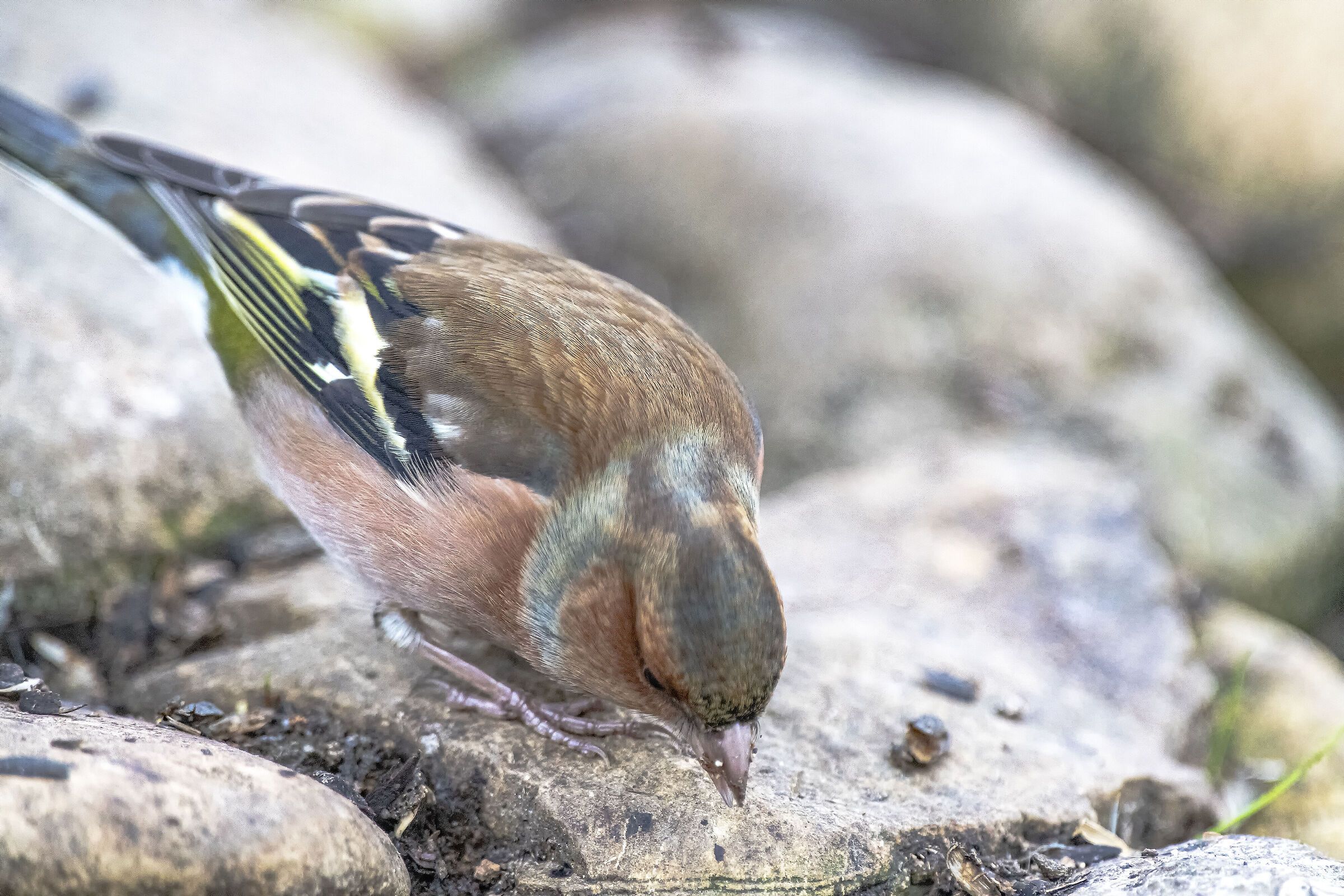 The hunt for the Chaffinch