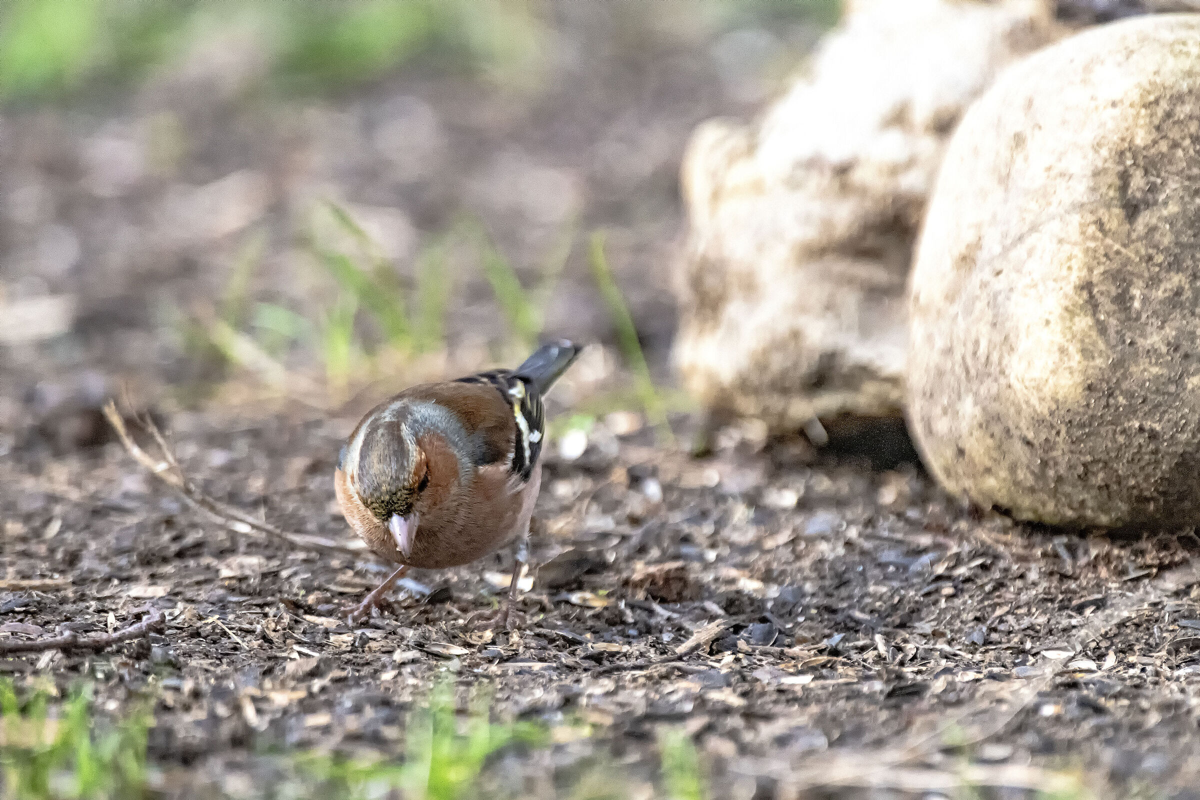 Chaffinch