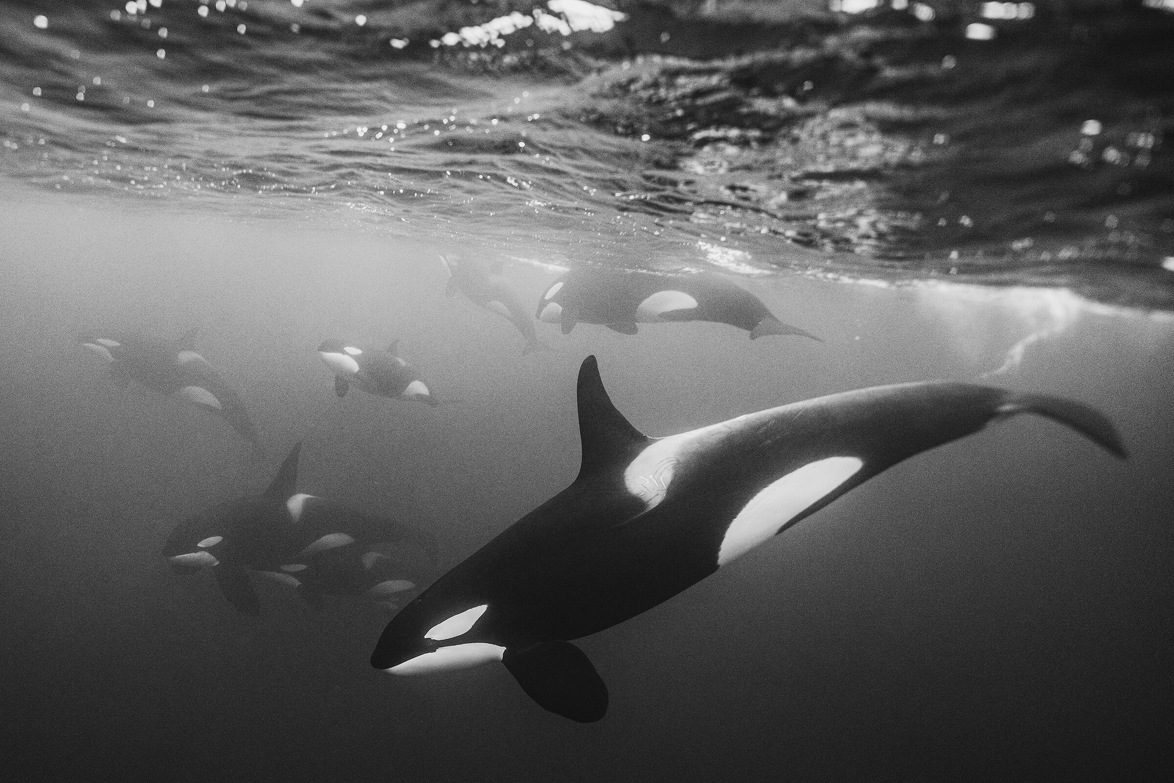 Killer whales in search of herring