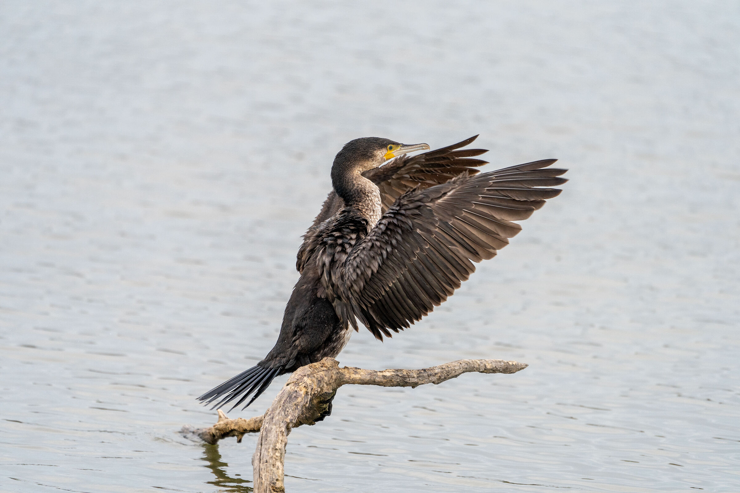 Cormorant