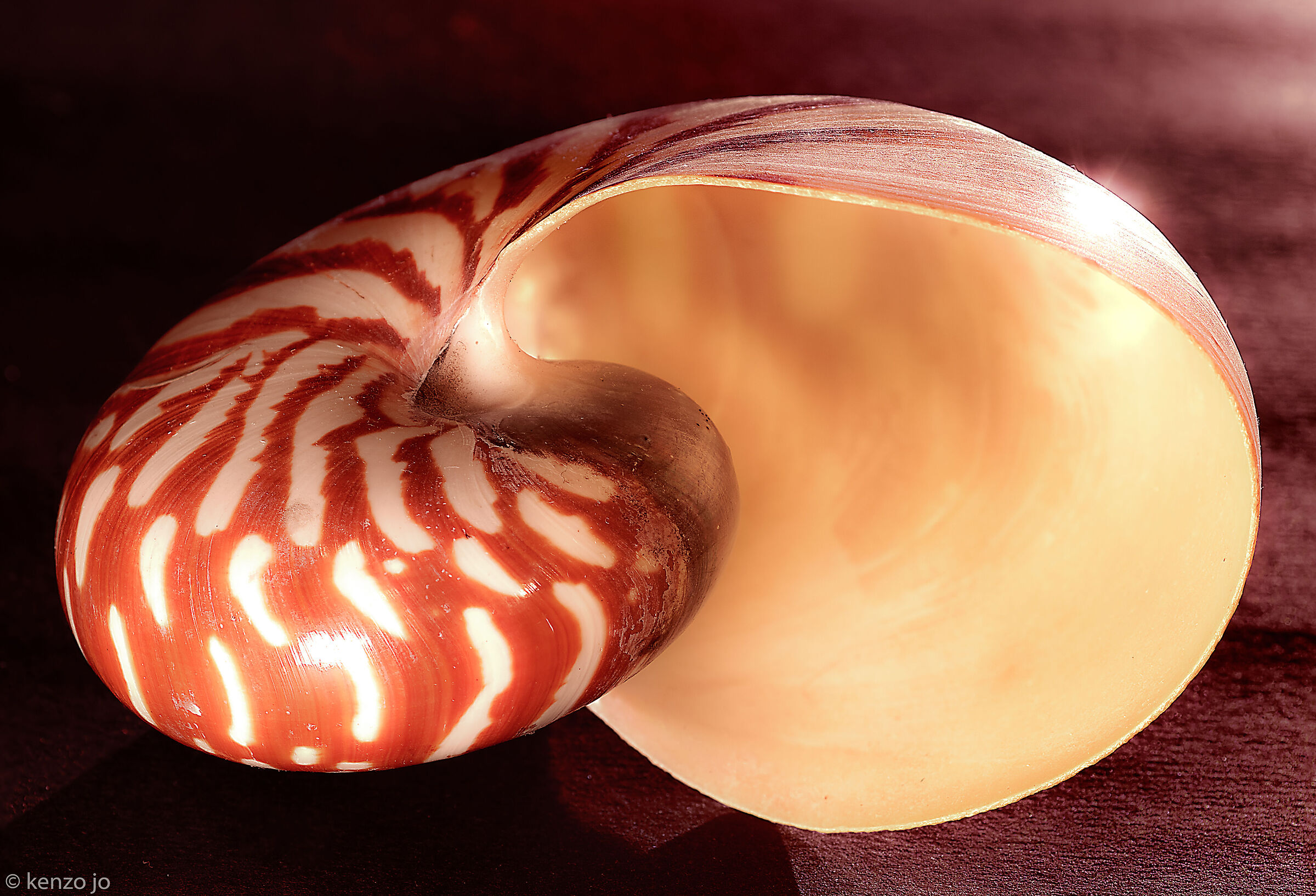 Nautilus pompilius