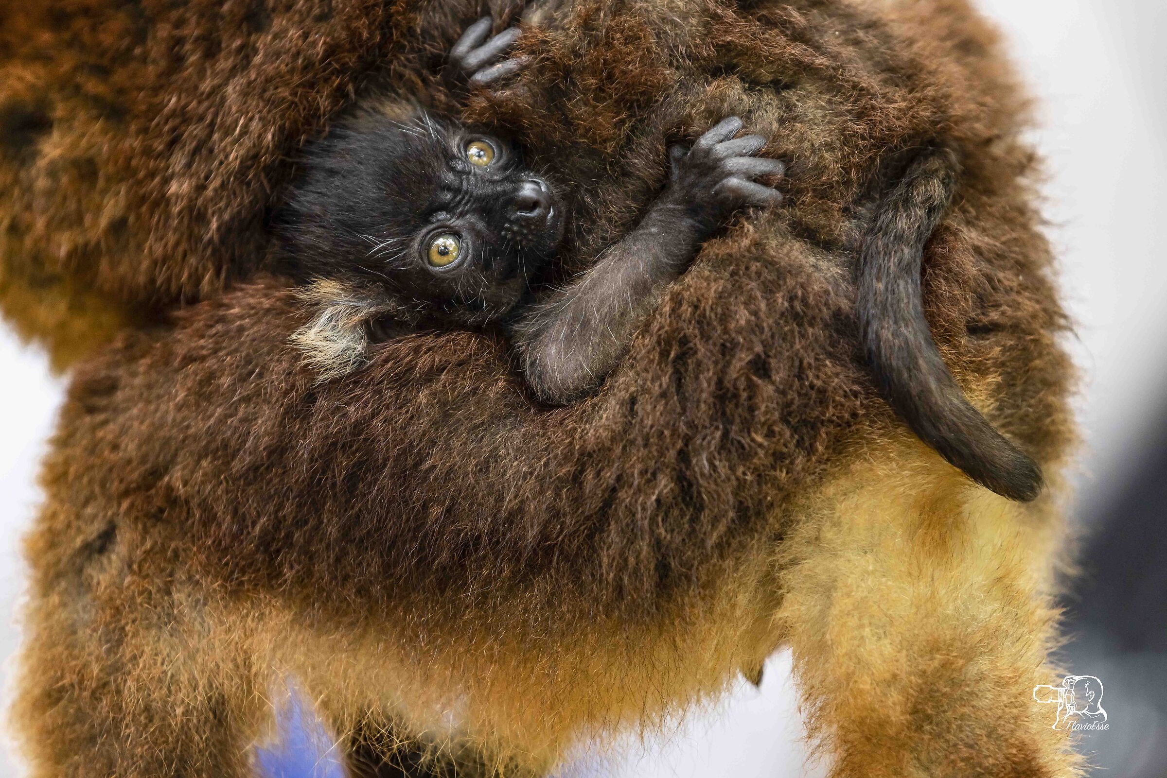 Take me away, mother...