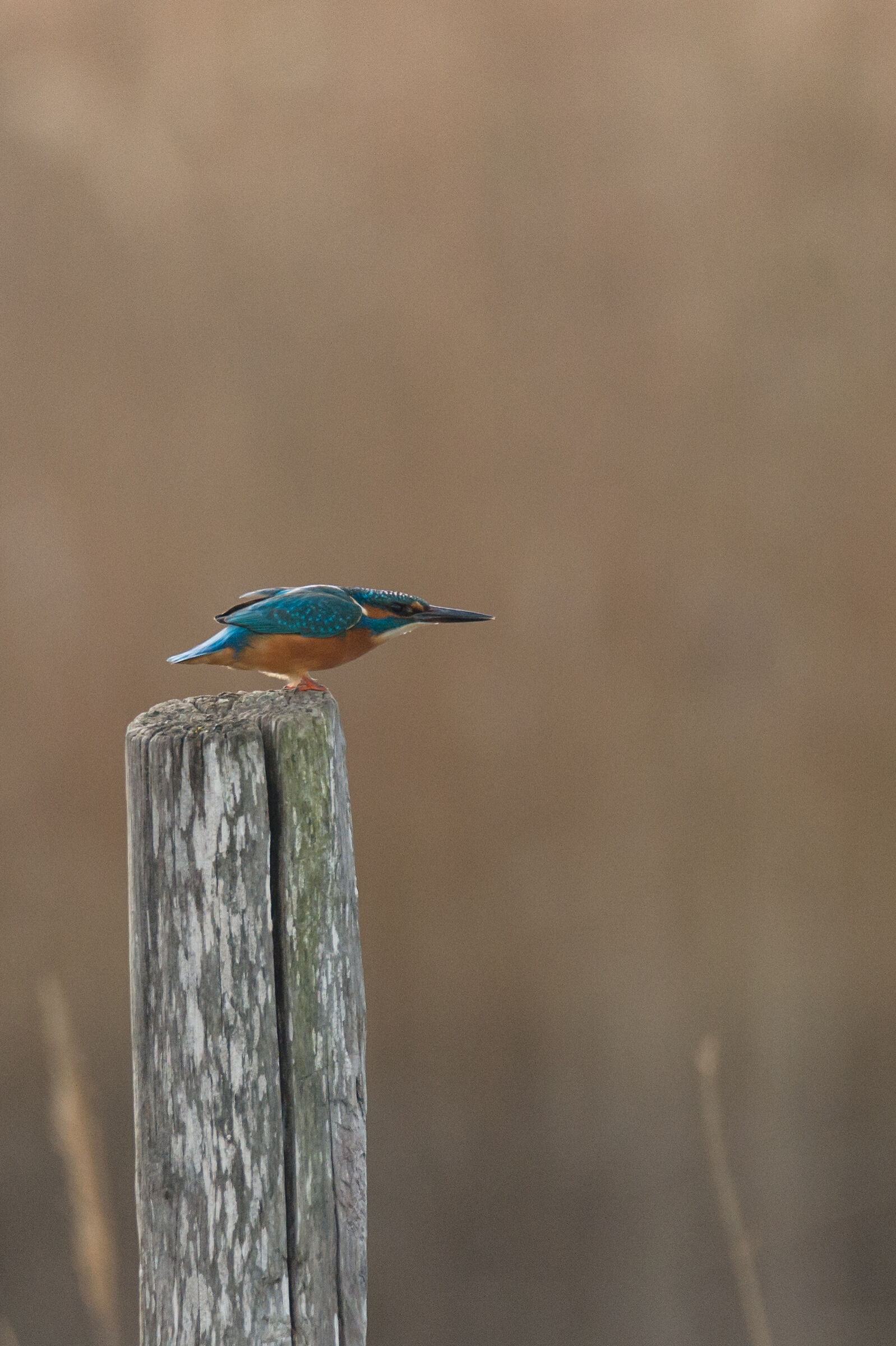 Kingfisher