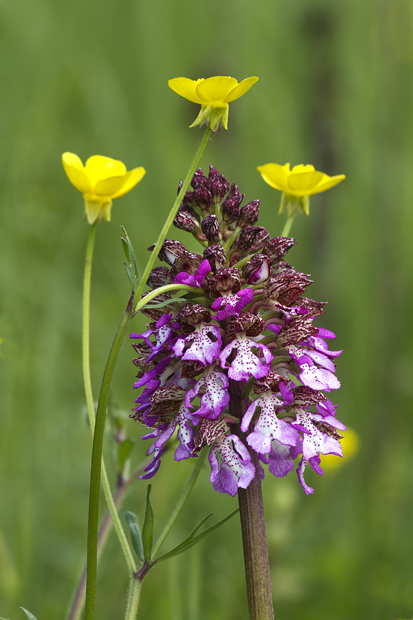 Orchis Purpurea (Orchide maggiore)