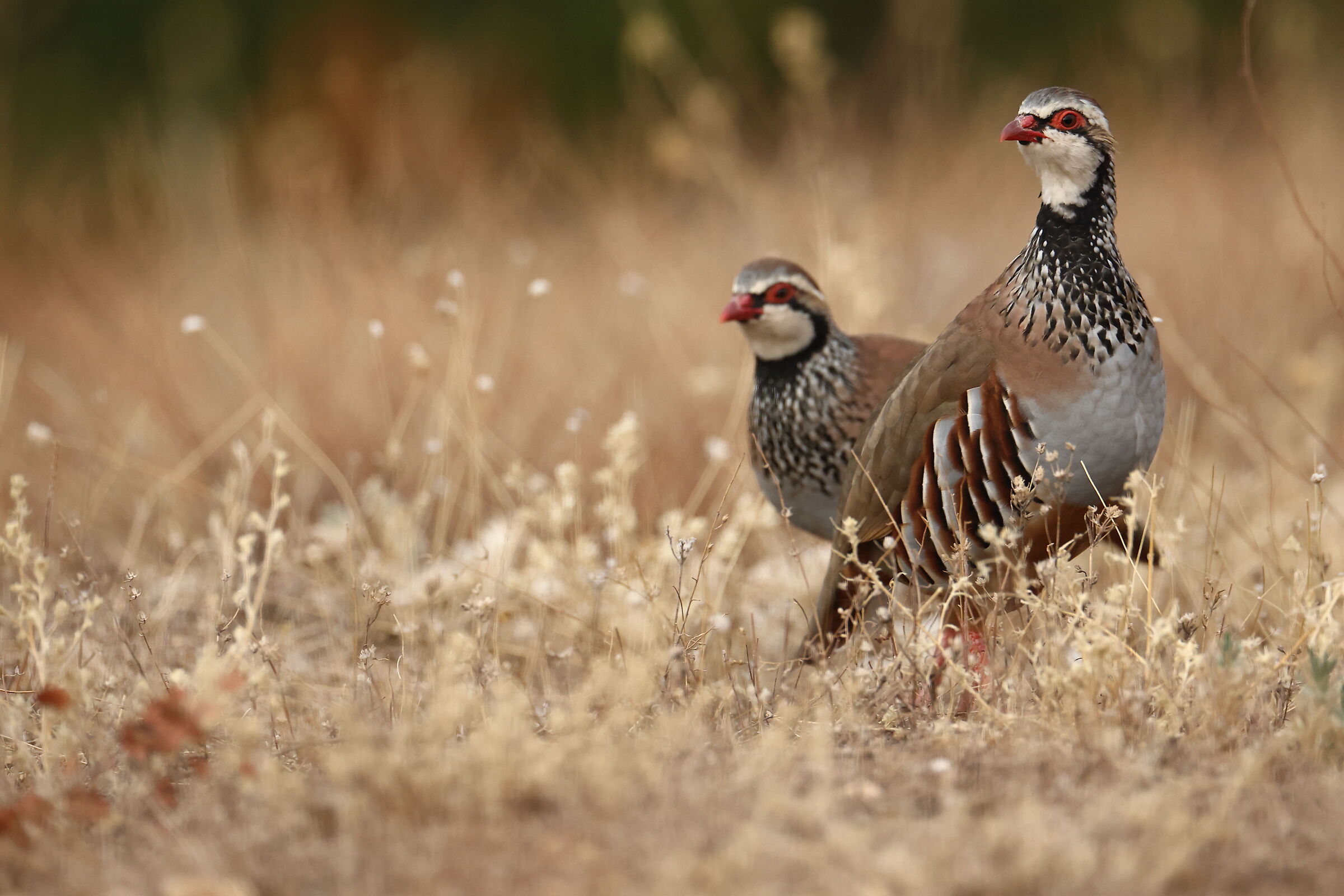 Red partridges