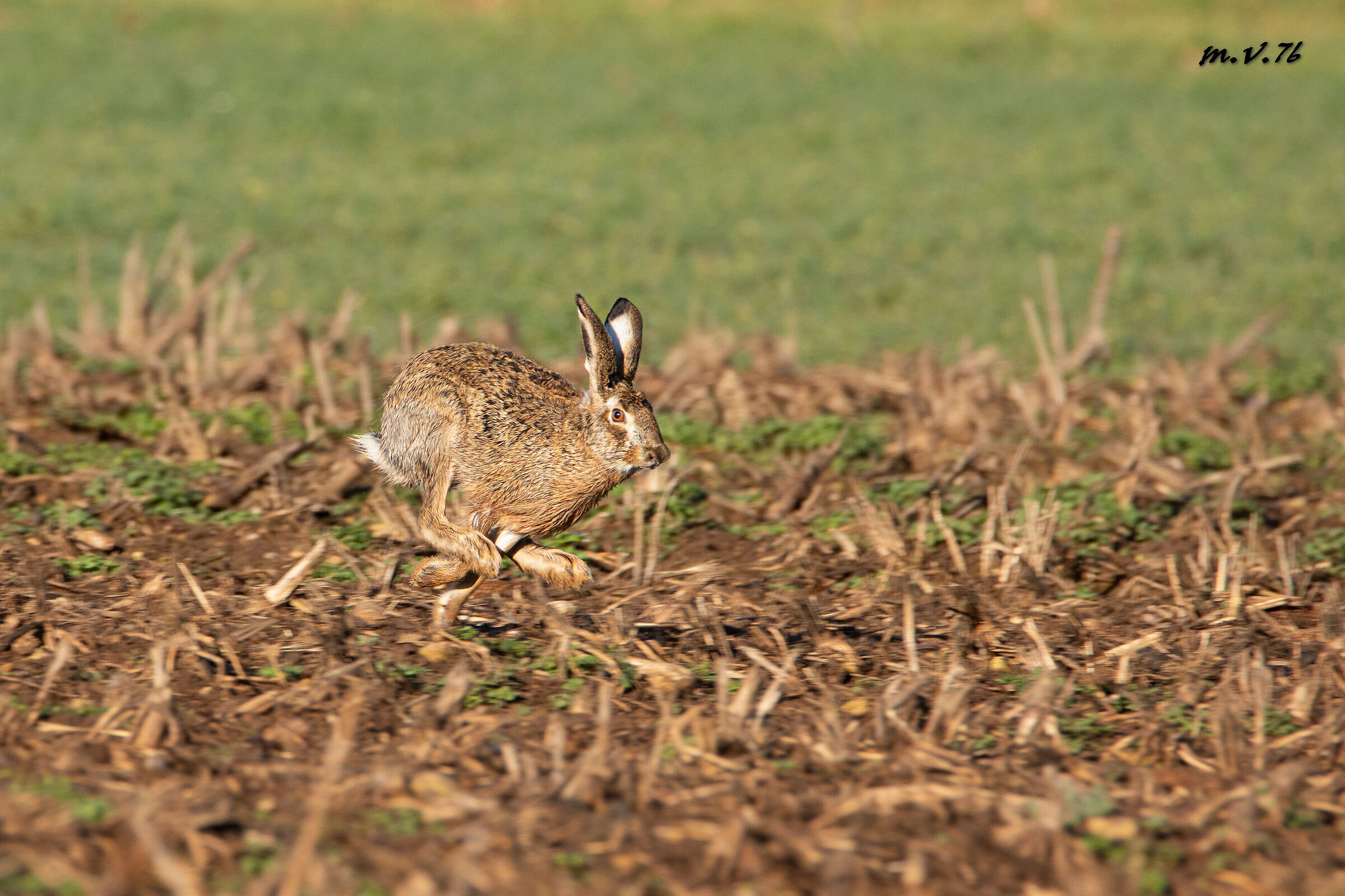 Lepre europea - Lepus europaeus