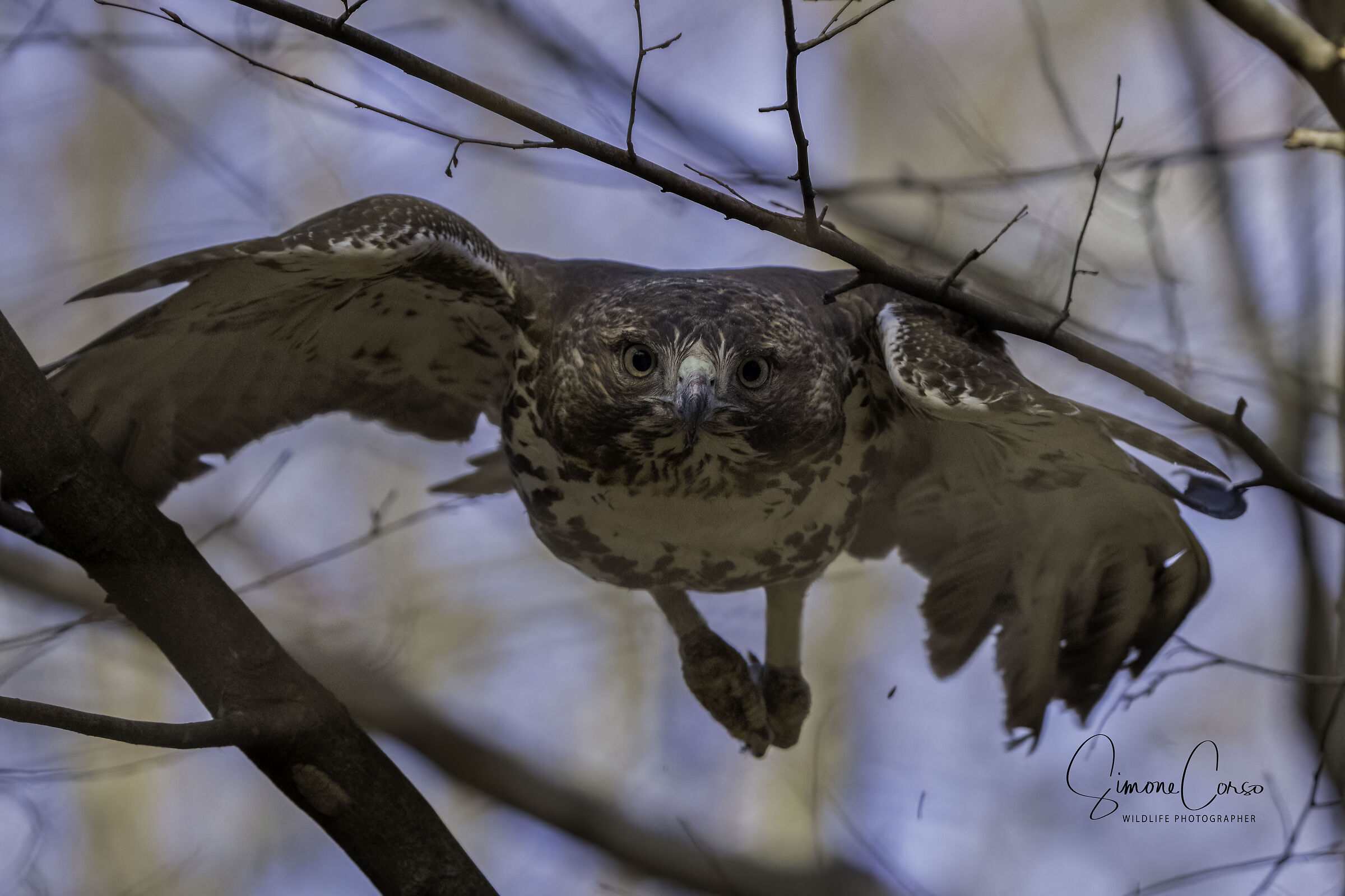 Red Tailed Hawk in azione