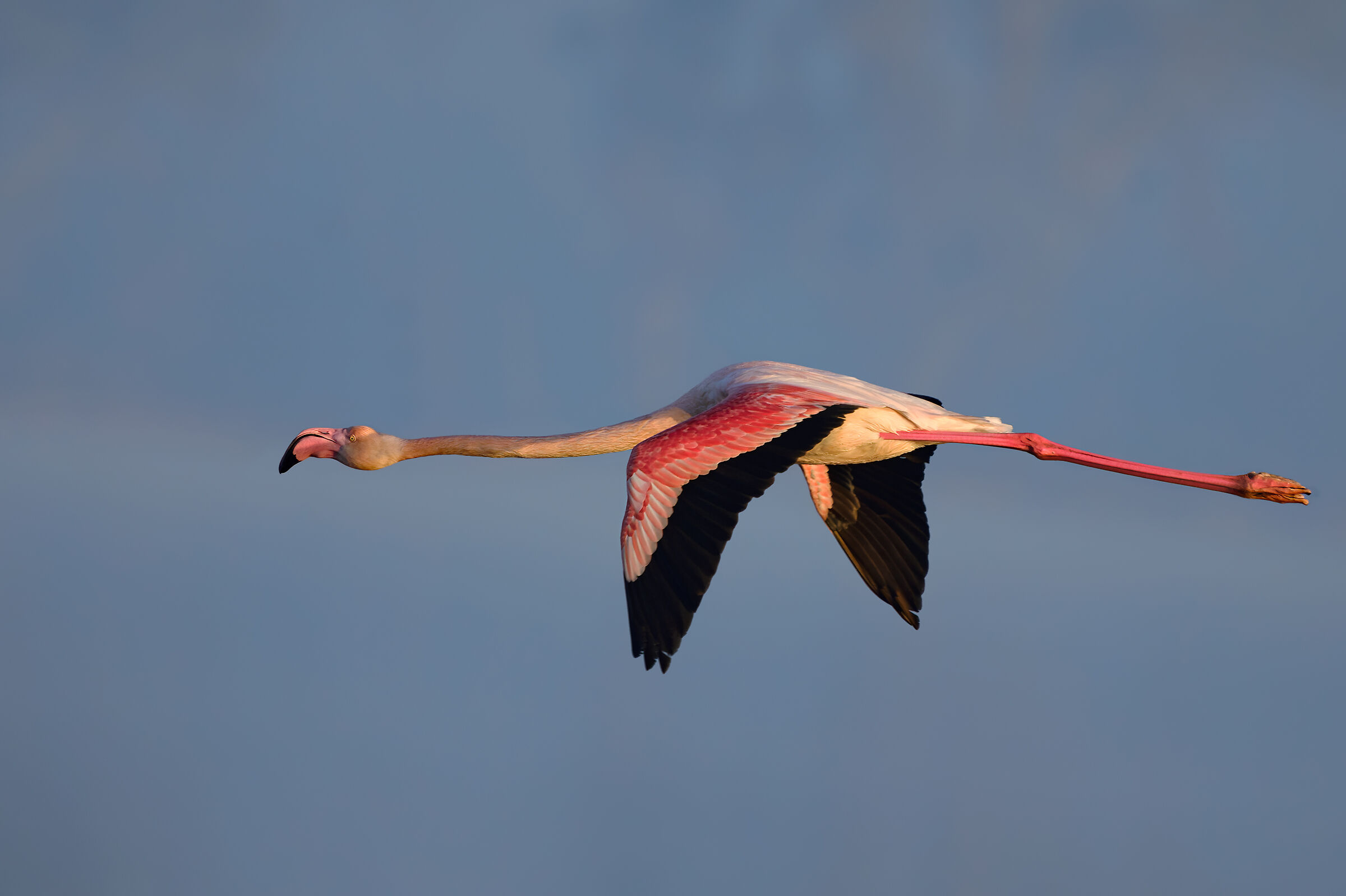 Flamingo on a misty morning