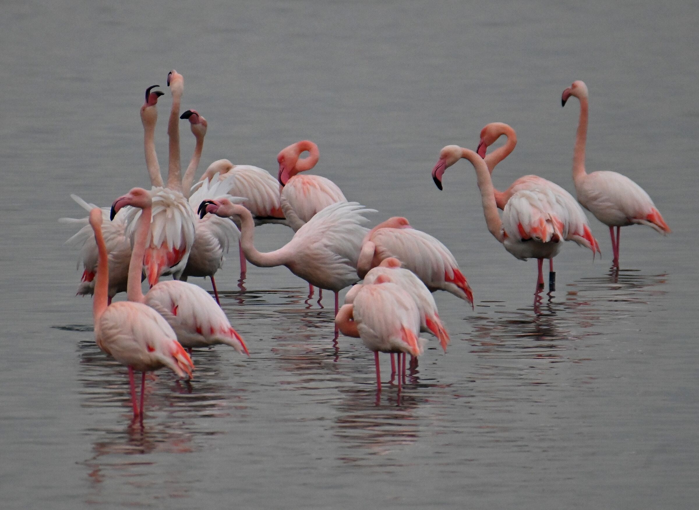 Fenicotteri rosa in baruffa
