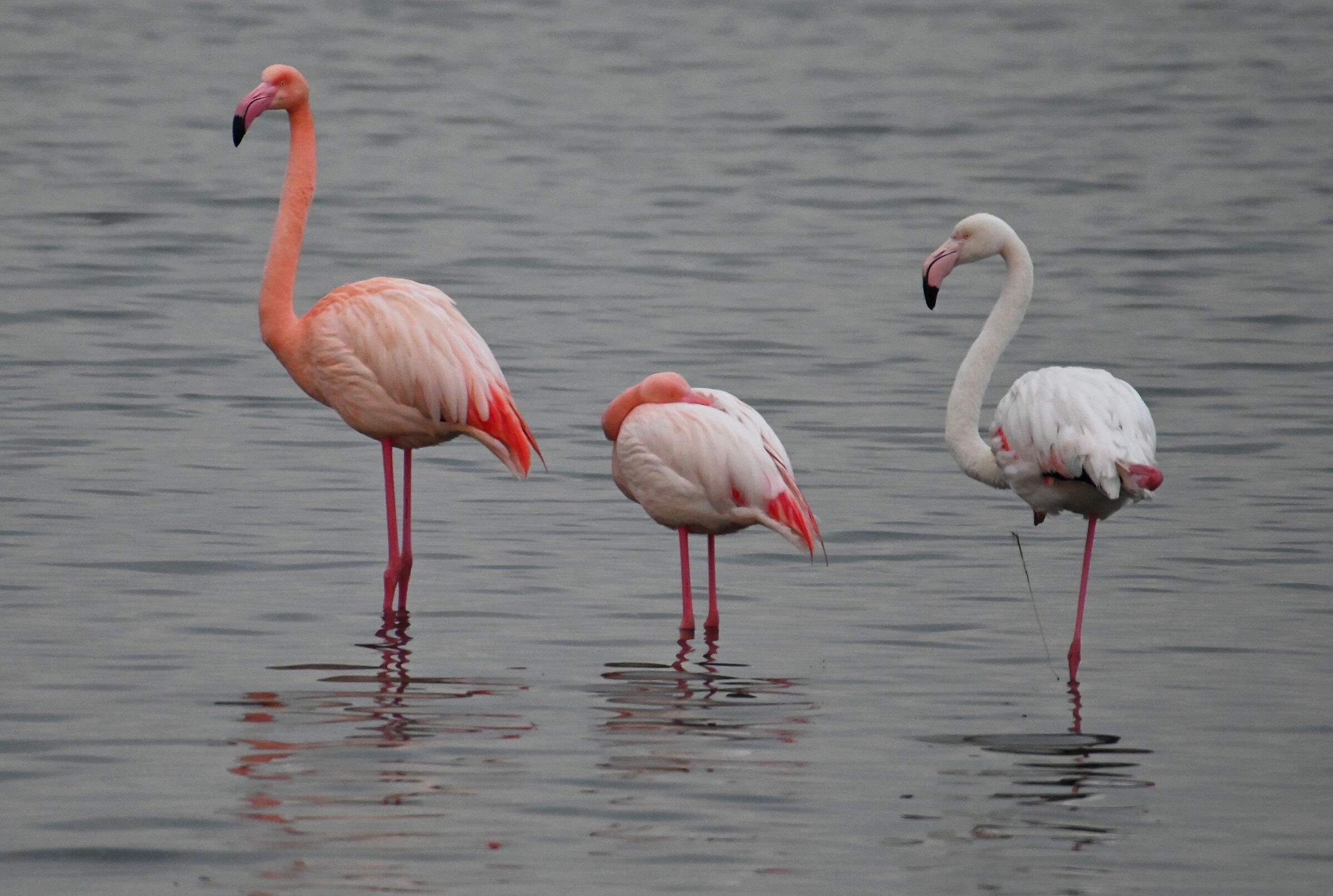Fenicotteri rosa Delta del Po