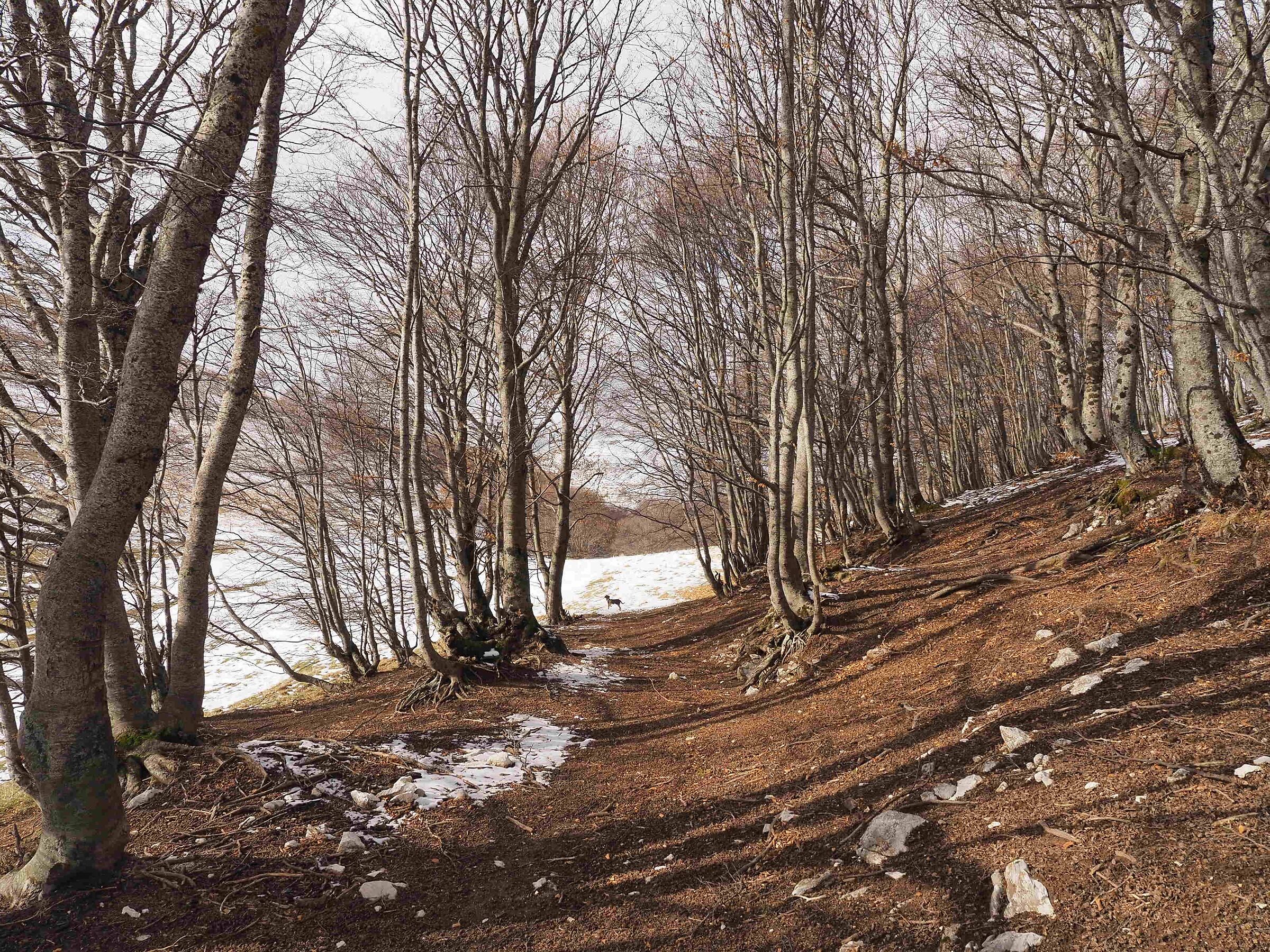 That dog at the end of the path...