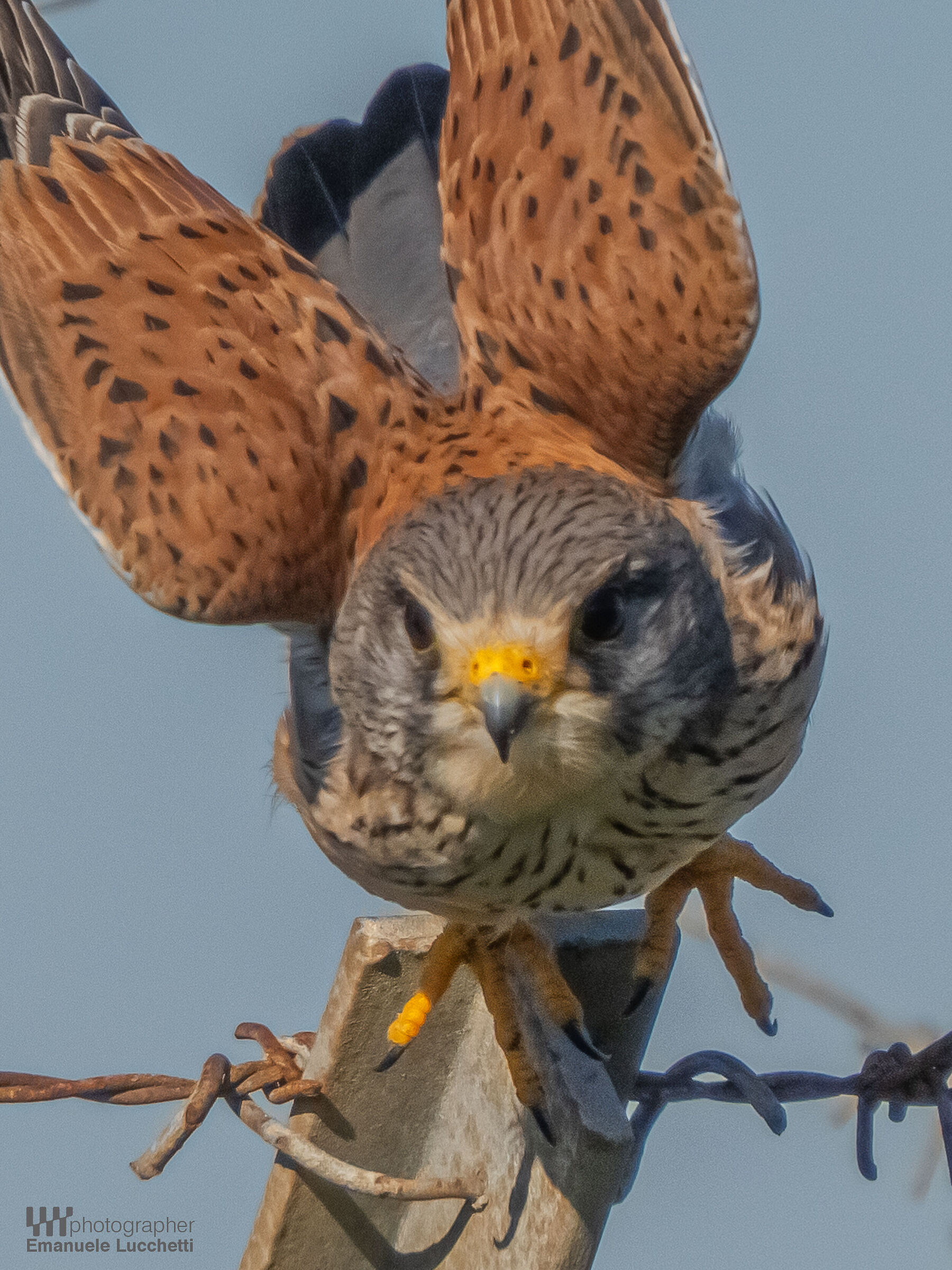 Gheppio maschio, lo stacco in avanti