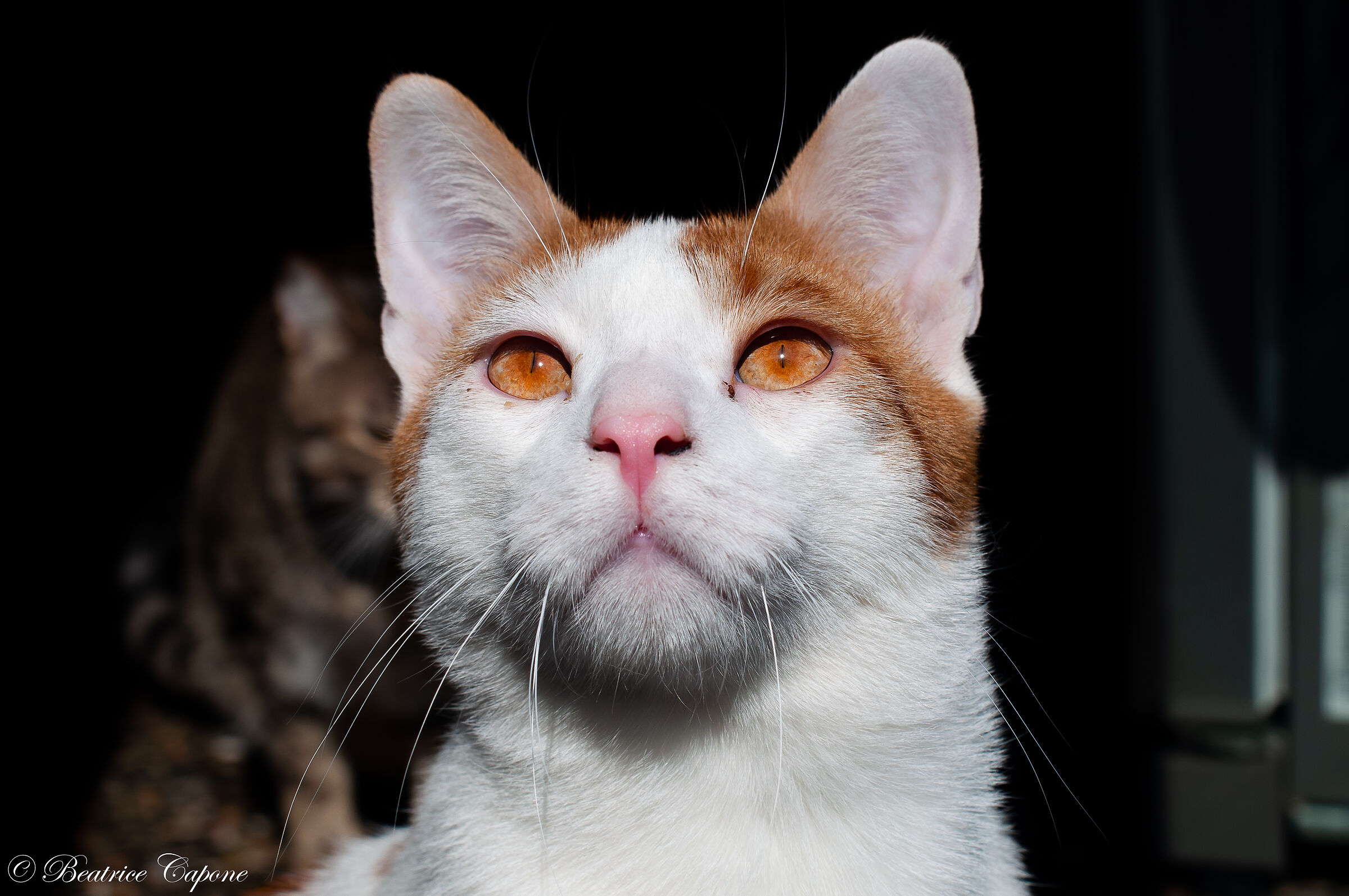 Occhi di gatto...Indy
