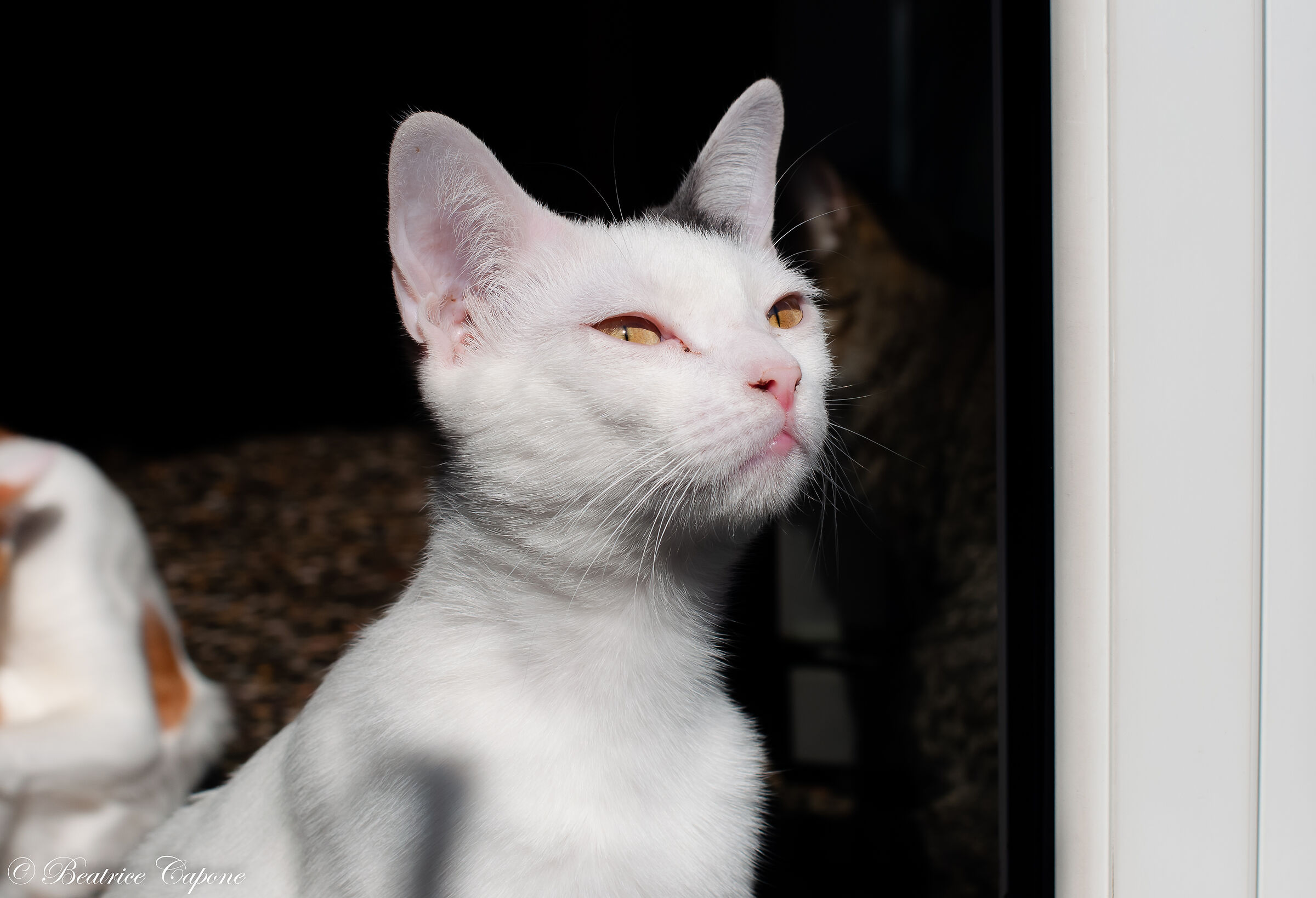 Occhi di gatto 2...Hope