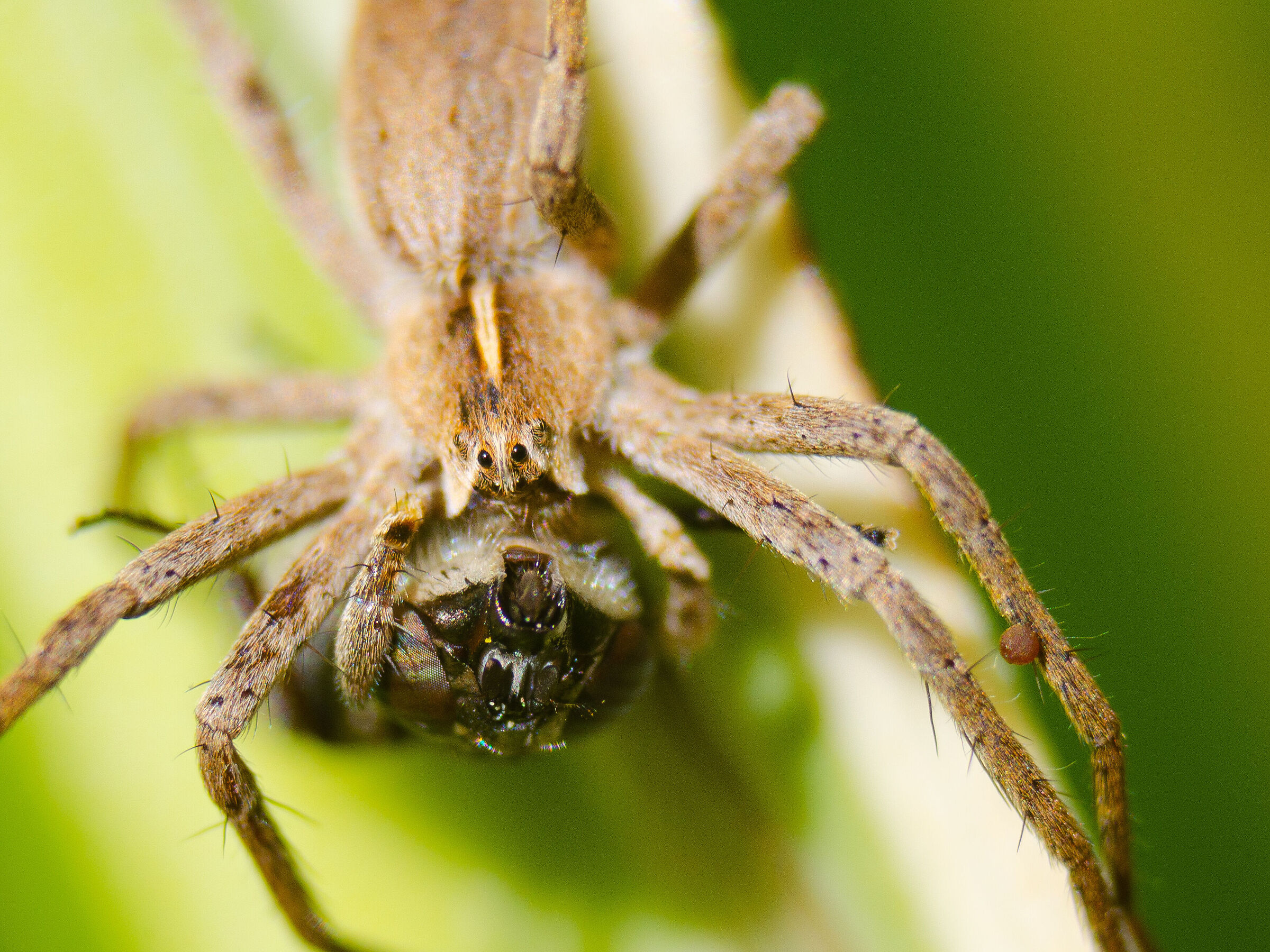 Ragno che mangia mosca