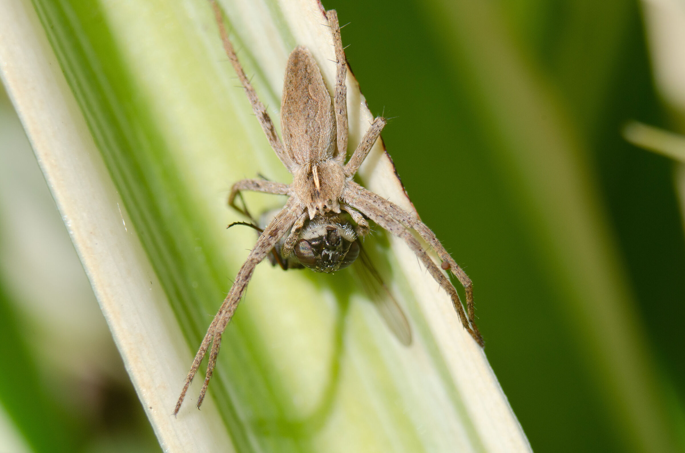 Ragno che mangia mosca 2