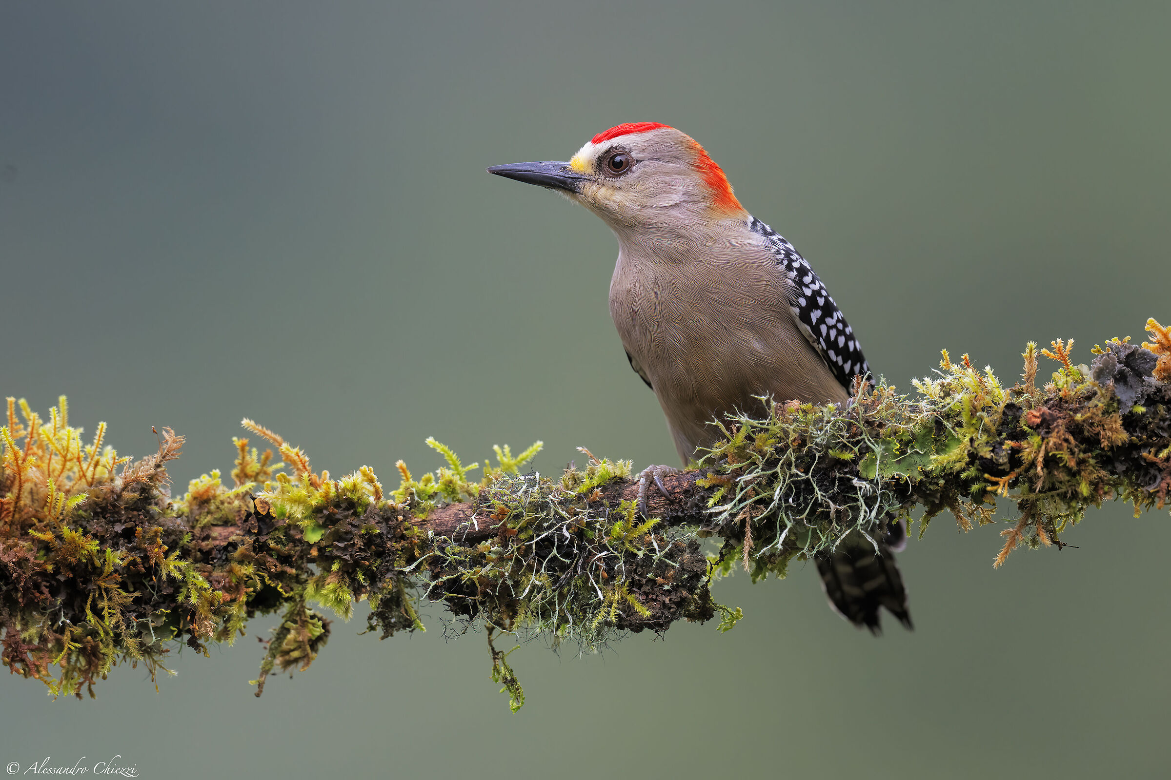 Red-headed woodpecker