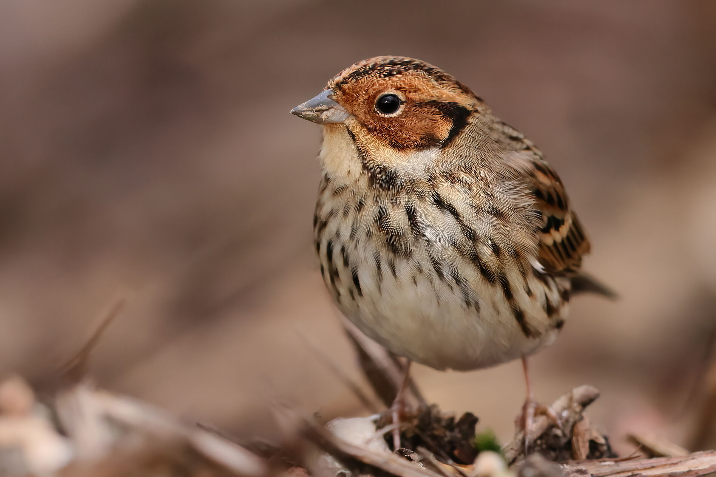 Lesser bunting