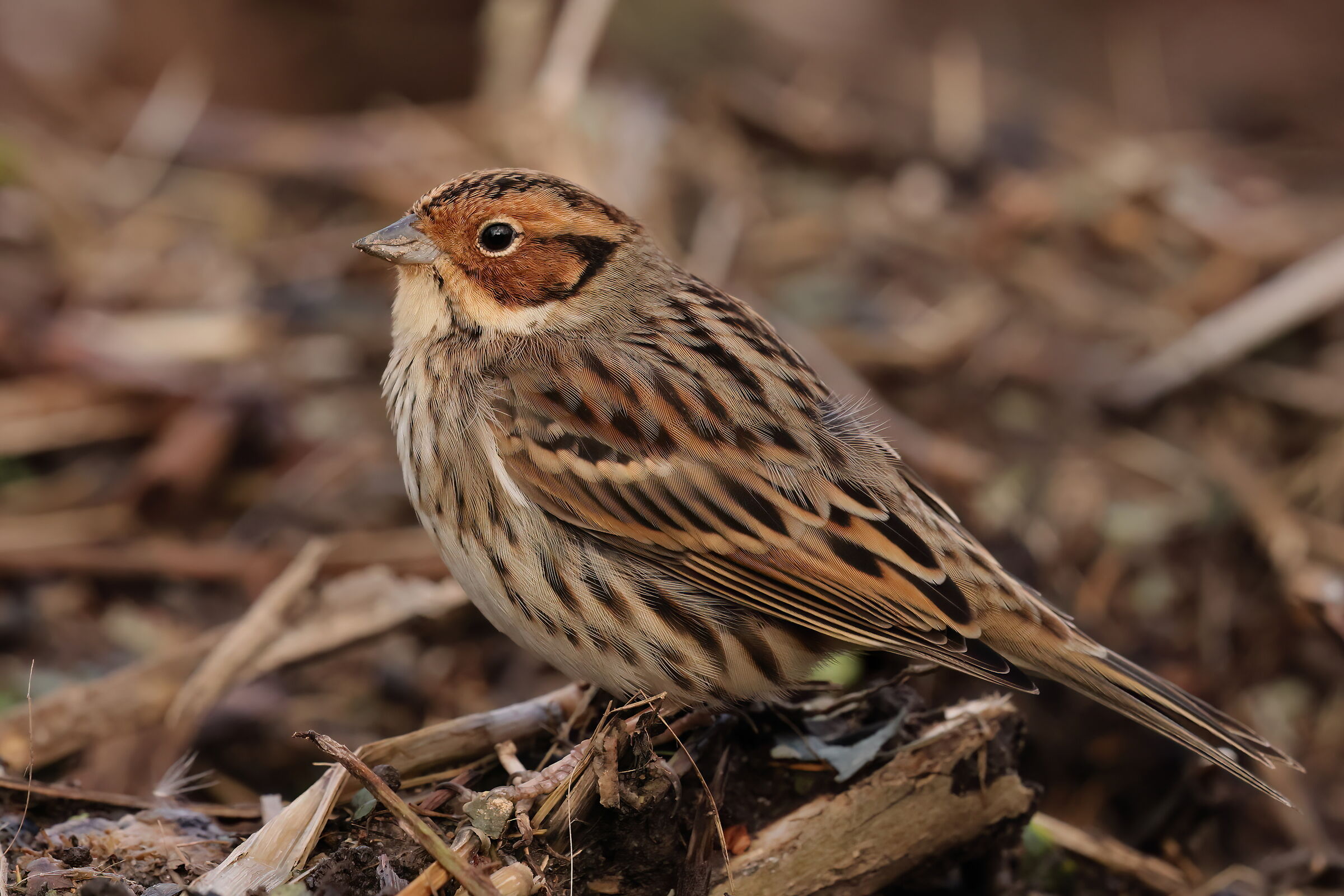 Lesser bunting