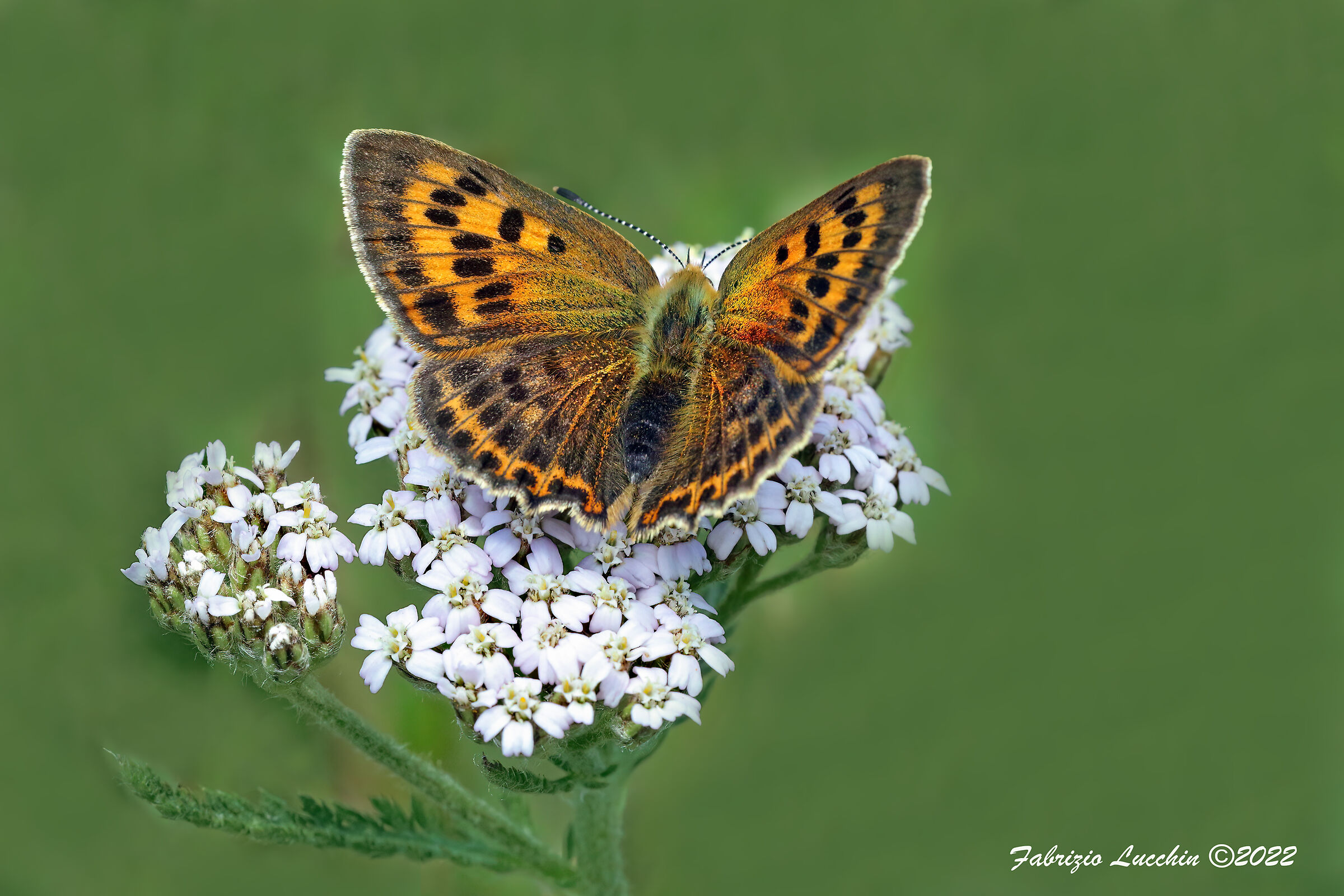 Lycaena virgaureae (femmina)