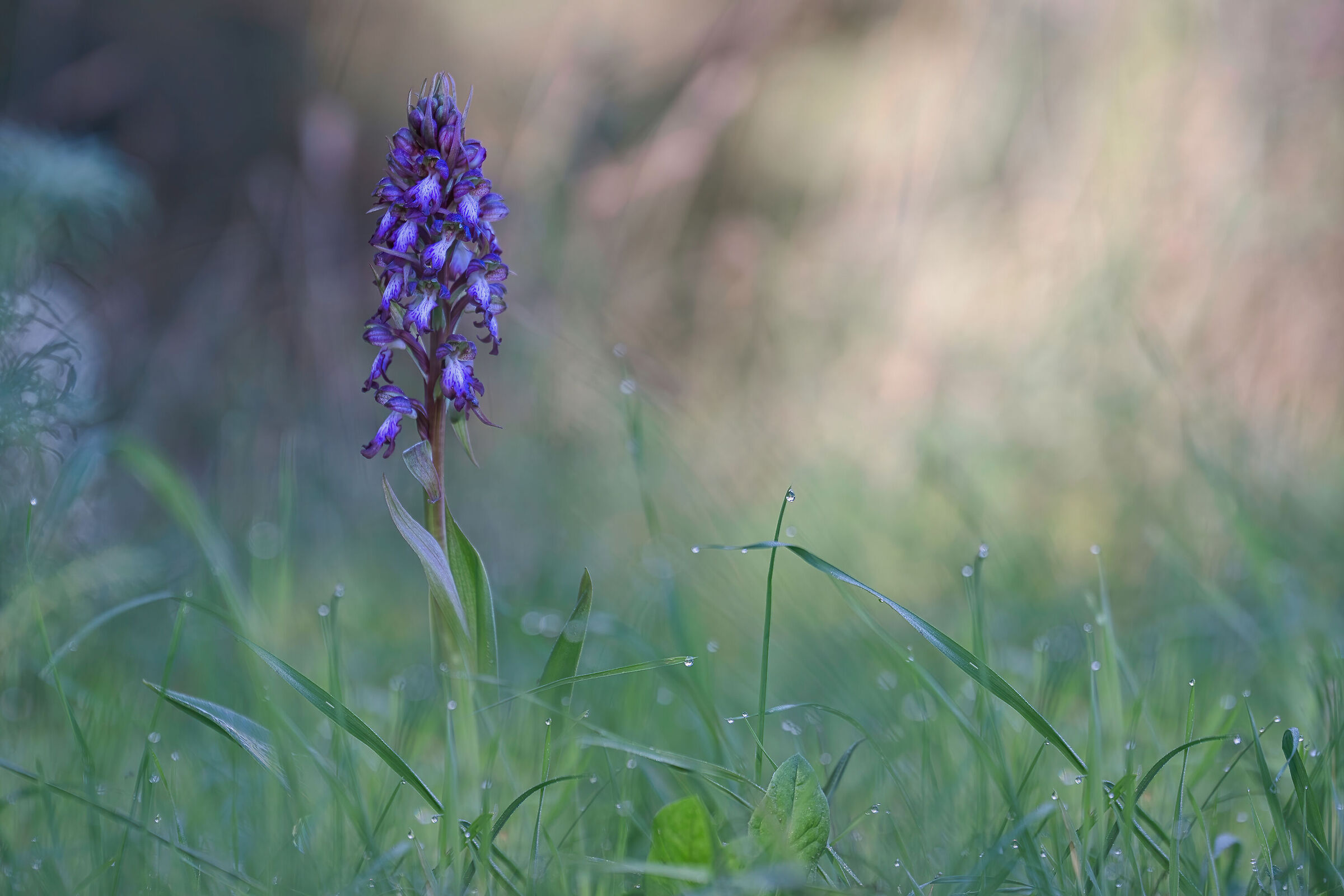 the orchid with the earliest flowering -Barlia Robertiana-