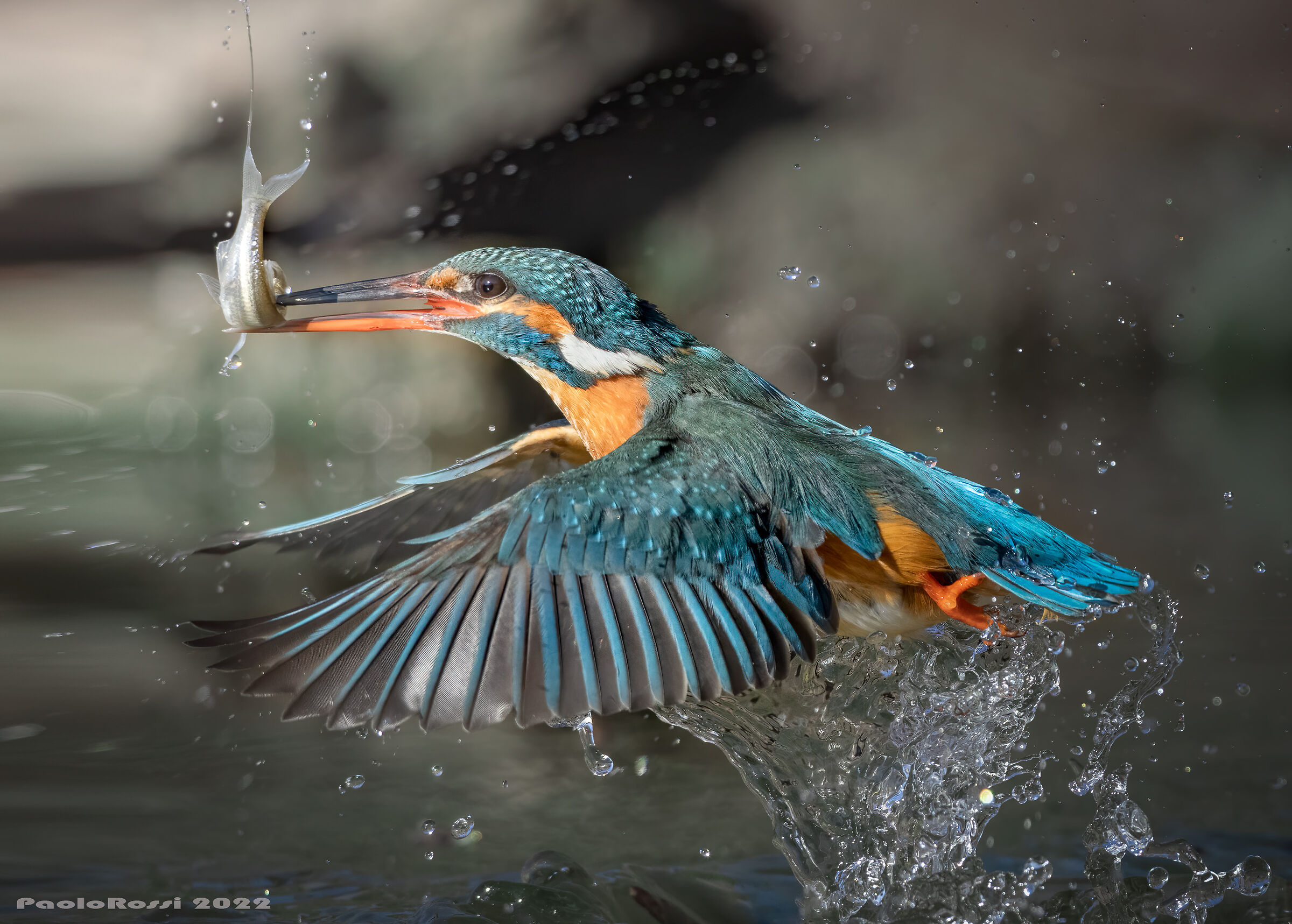 Kingfisher...