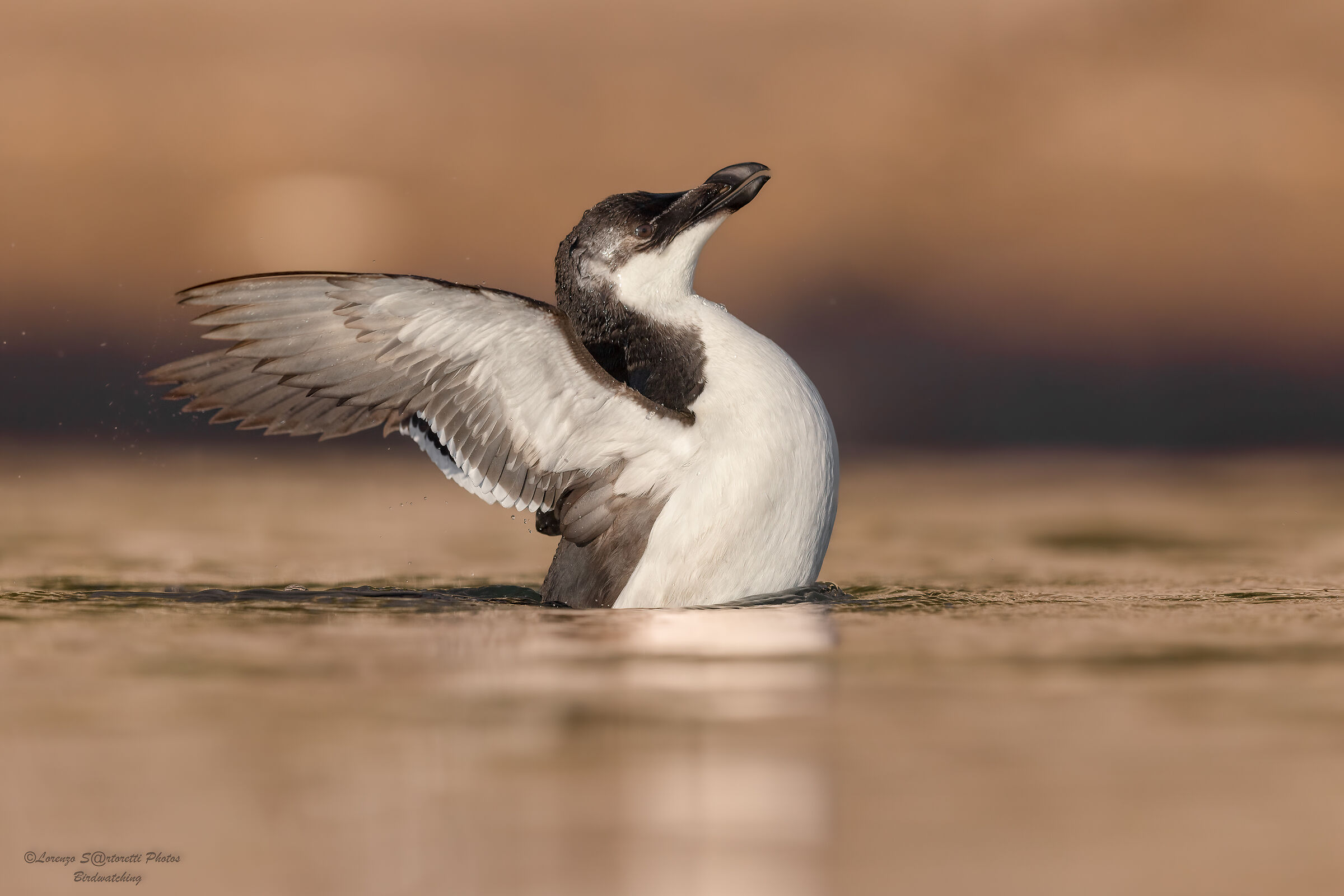 Razorbill