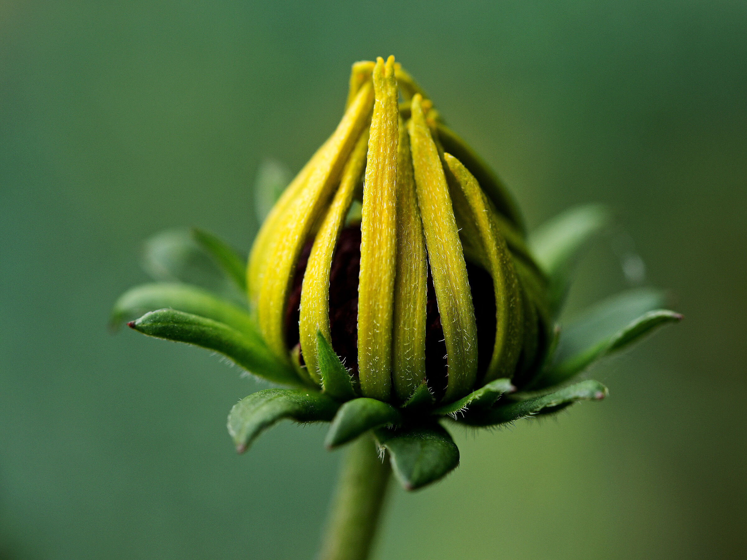 Echinacea cone yellow