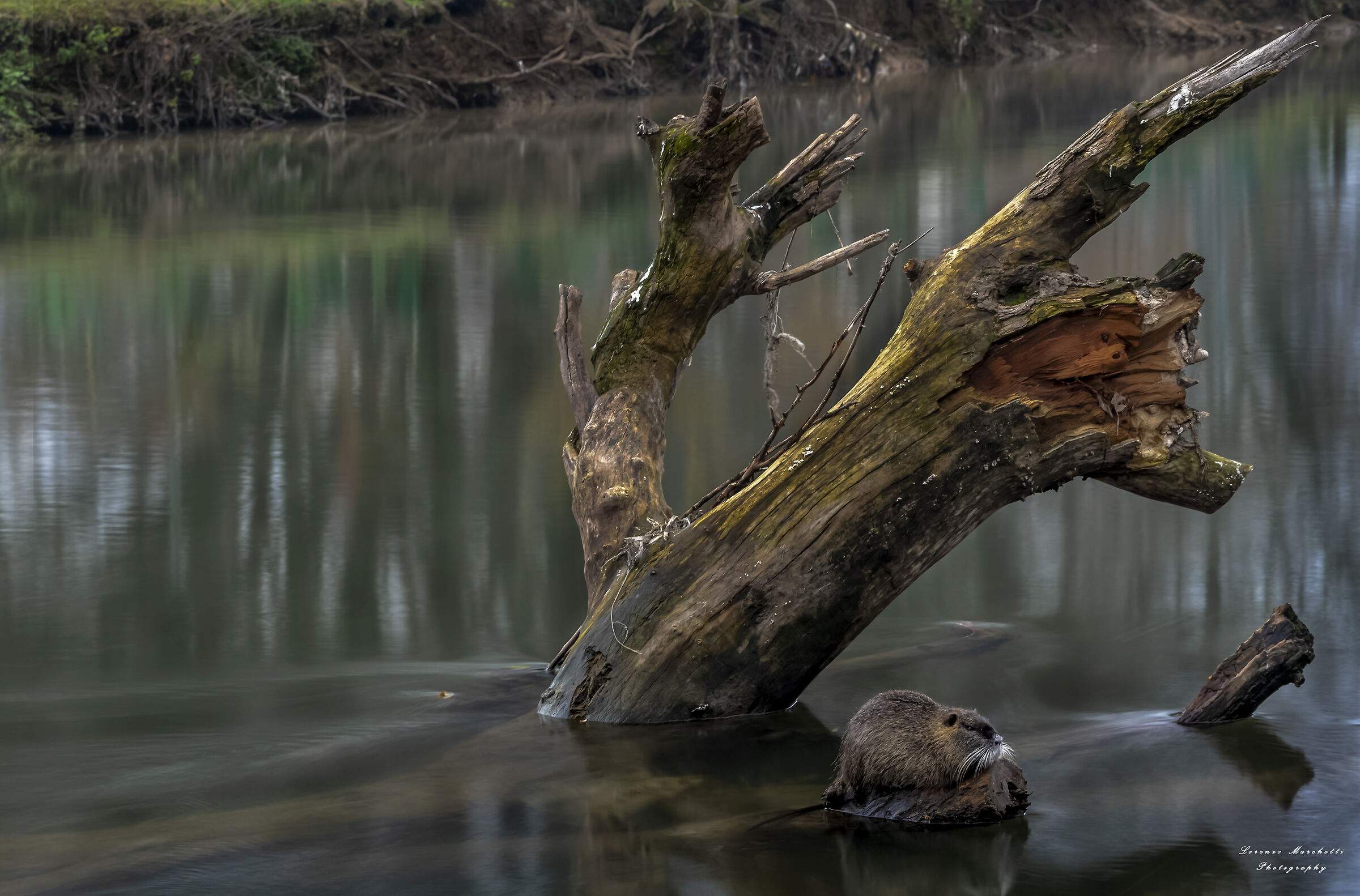 Seguendo la corrente