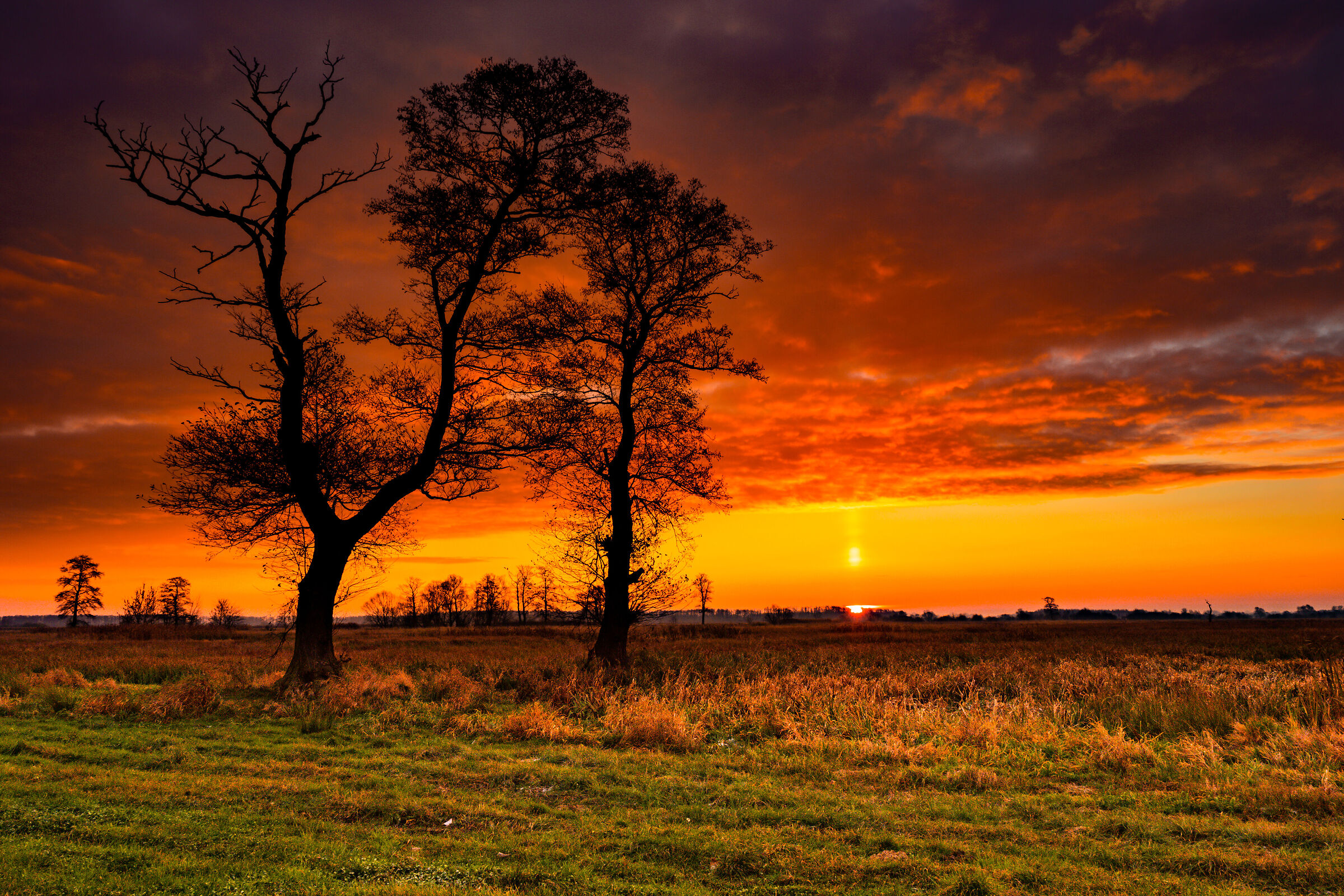 sunrise over the meadow