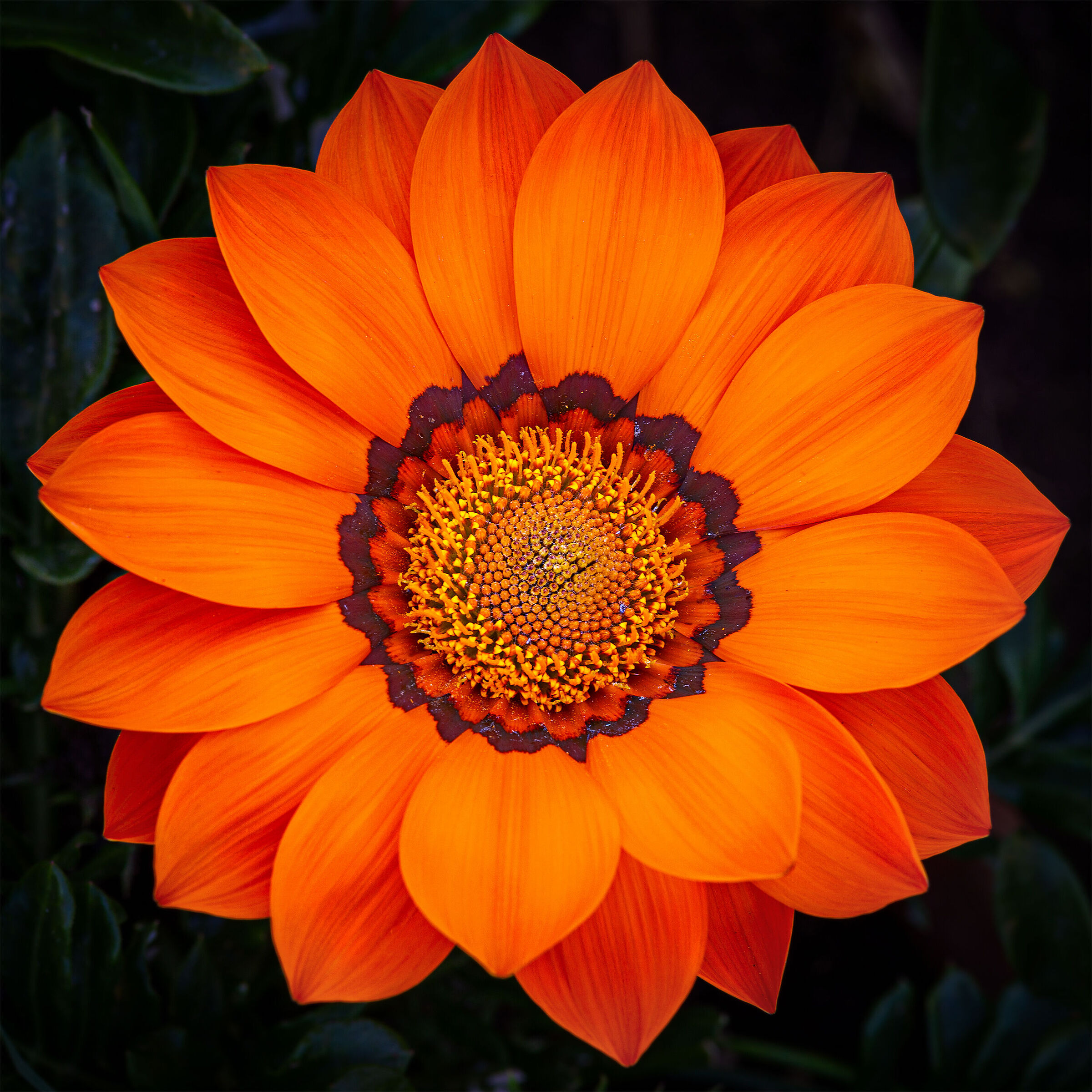 Gazania